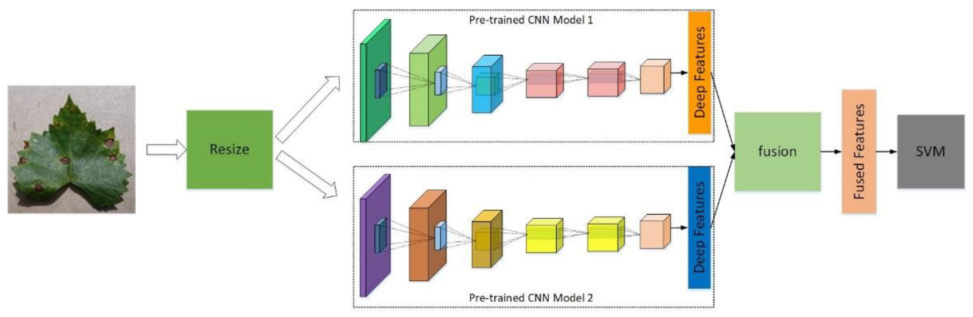 Agronomy Free FullText FusedDeepFeatures Based Grape Leaf Disease Diagnosis