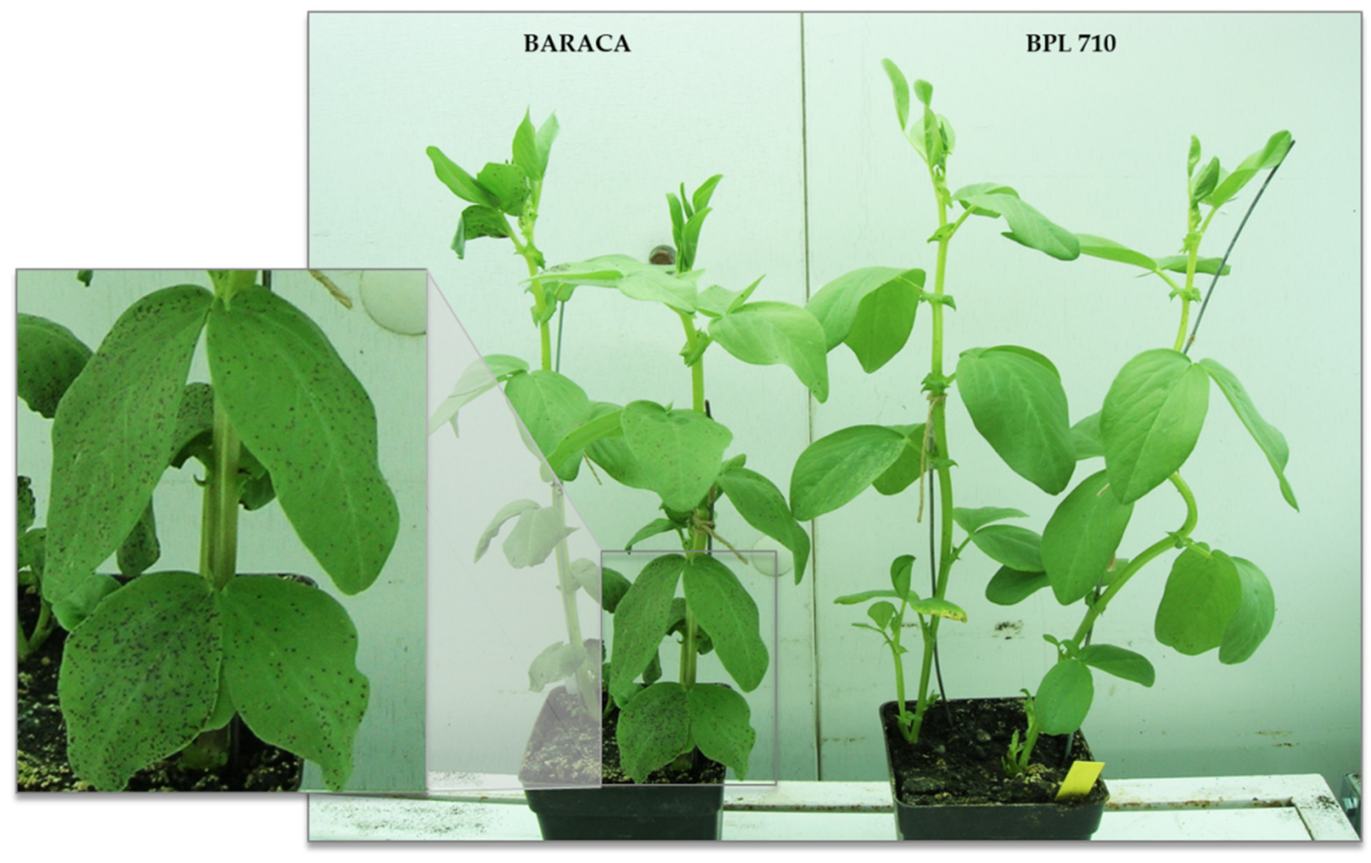 Agronomy 11 02247 g001