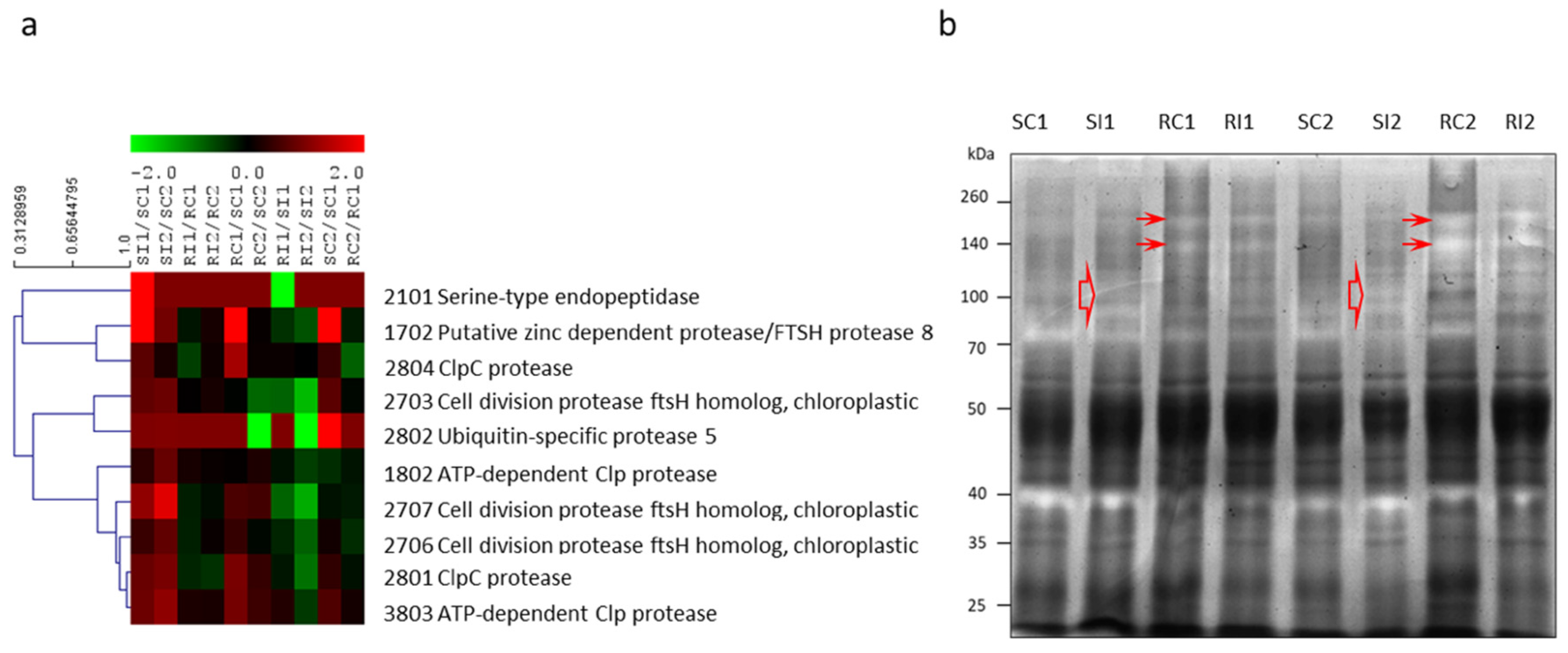 Agronomy 11 02247 g004