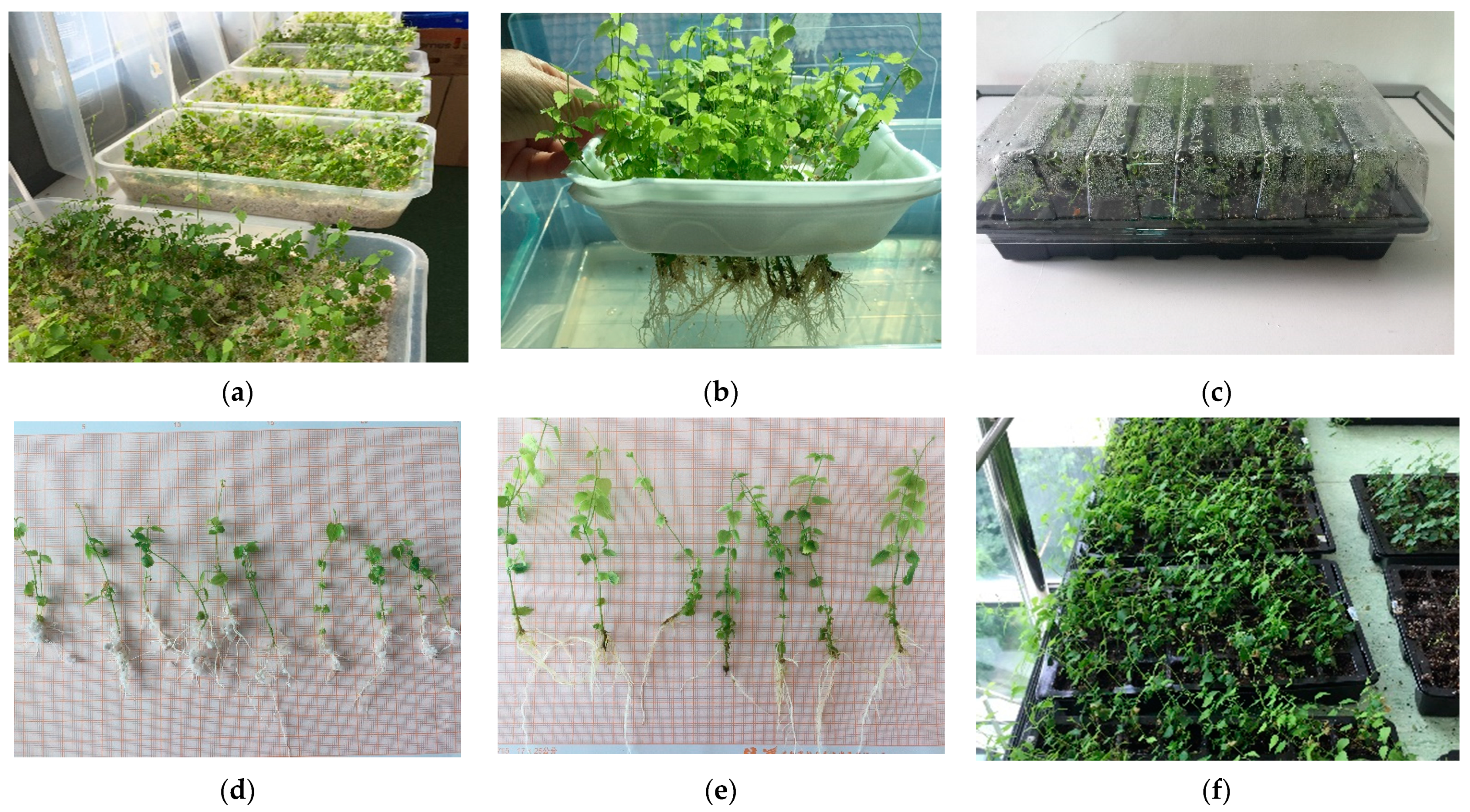 Agronomy 11 02268 g003 Agronomy 11 02268 g003