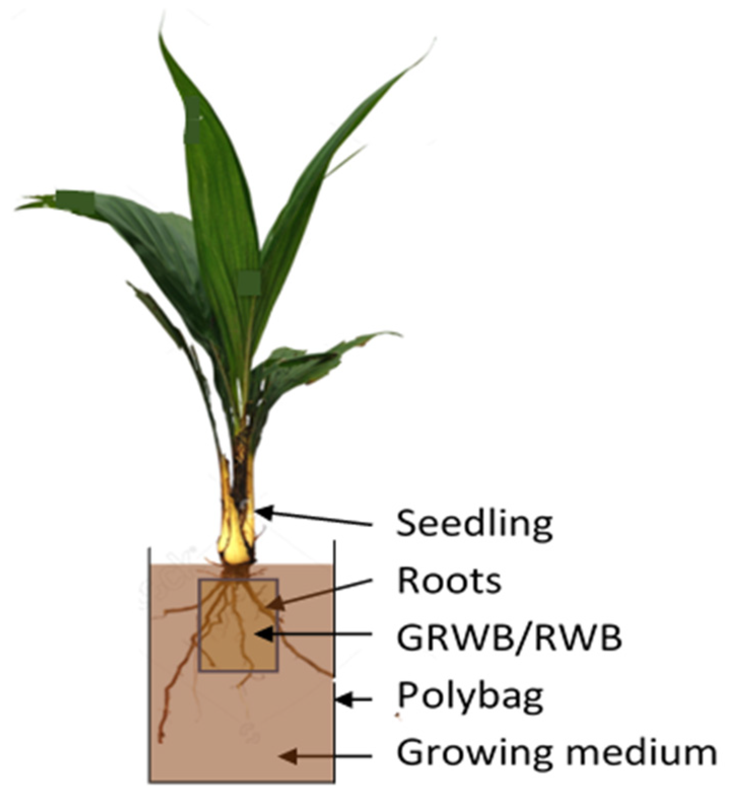 Agronomy 11 02279 g001