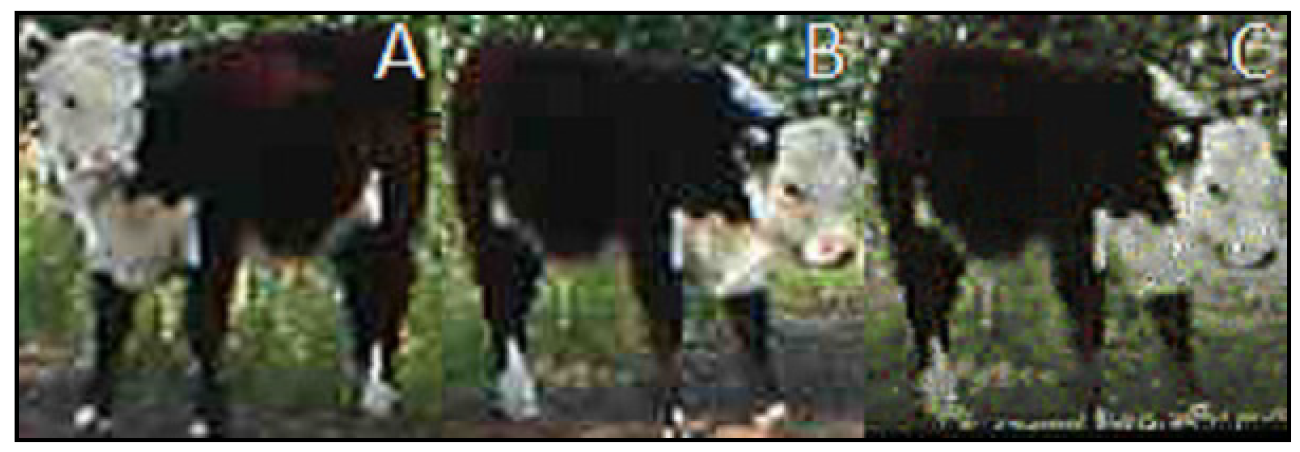 Agronomy 11 02290 g001 550