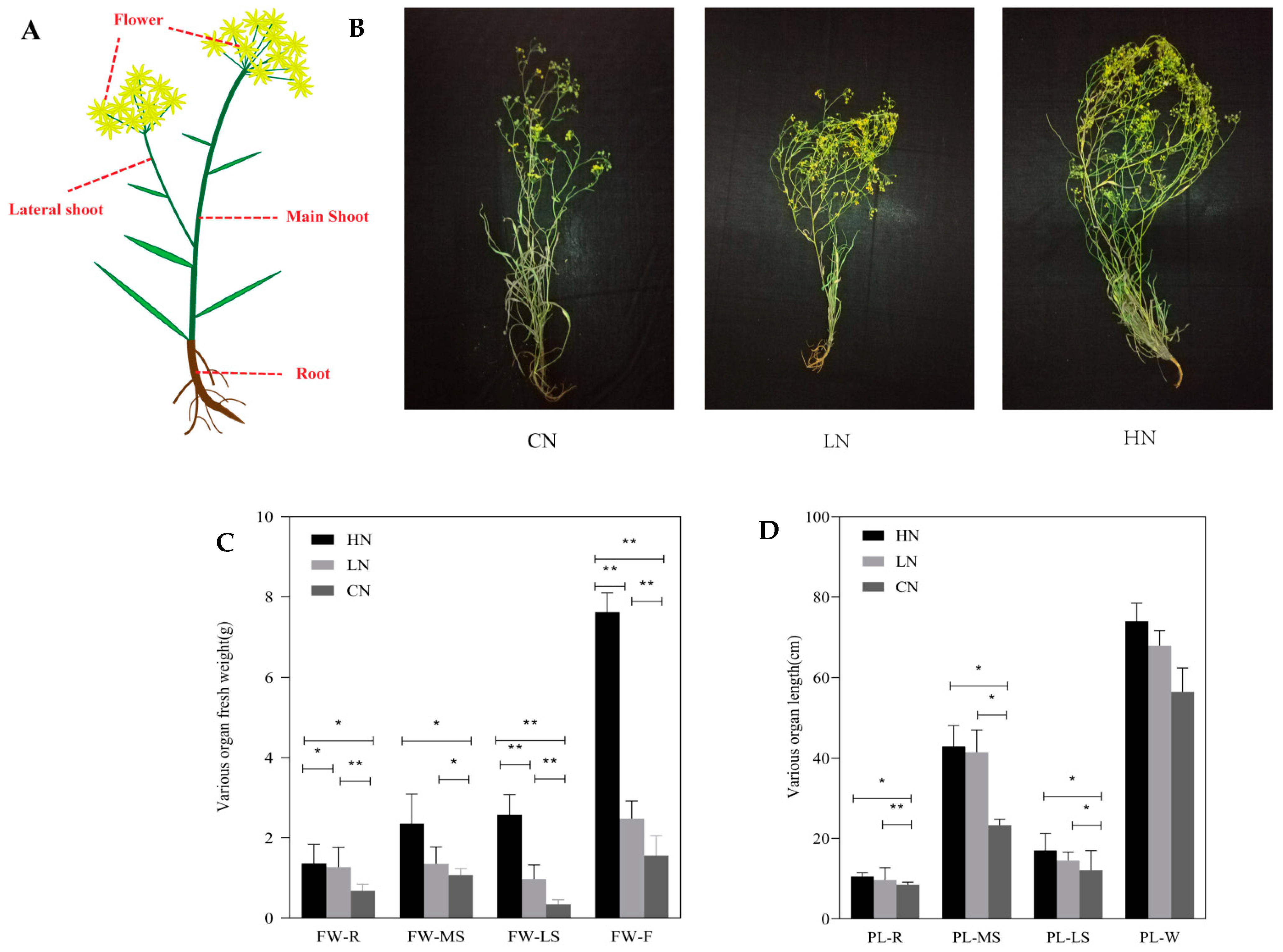 Amazon.co.jp: The Physiology of Flower Bulbs: A