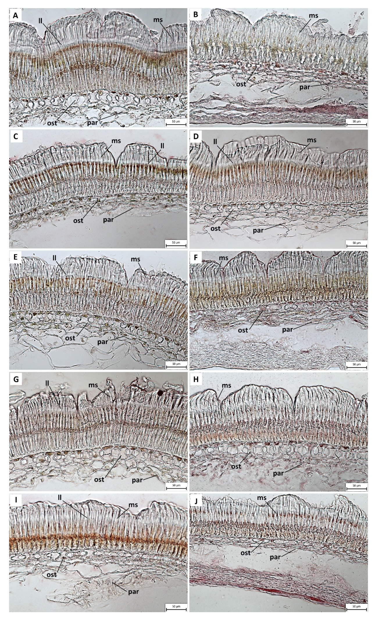 Agronomy 11 02292 g004