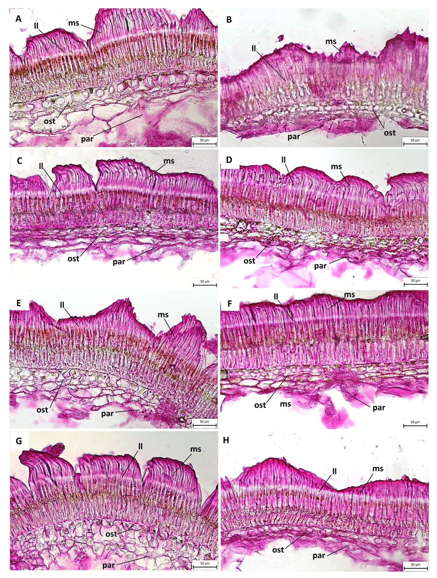 Agronomy 11 02292 g005