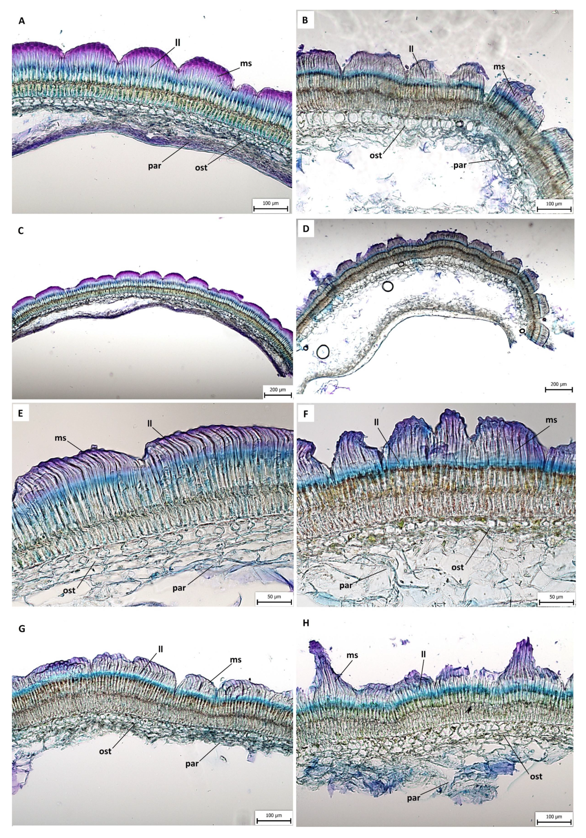 Agronomy 11 02292 g006