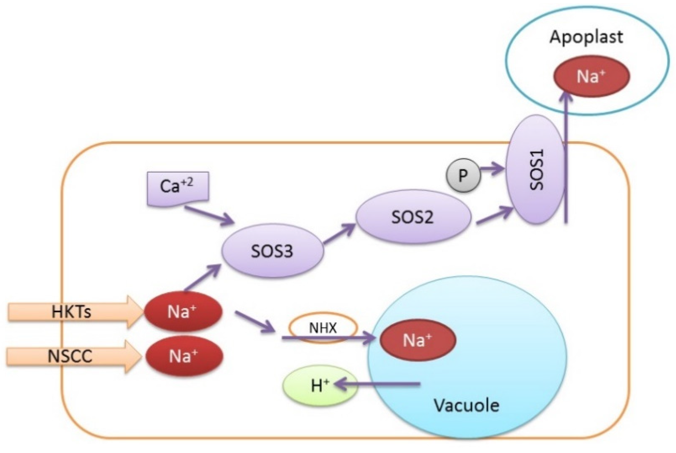 Agronomy 11 02299 g004 Agronomy 11 02299 g004