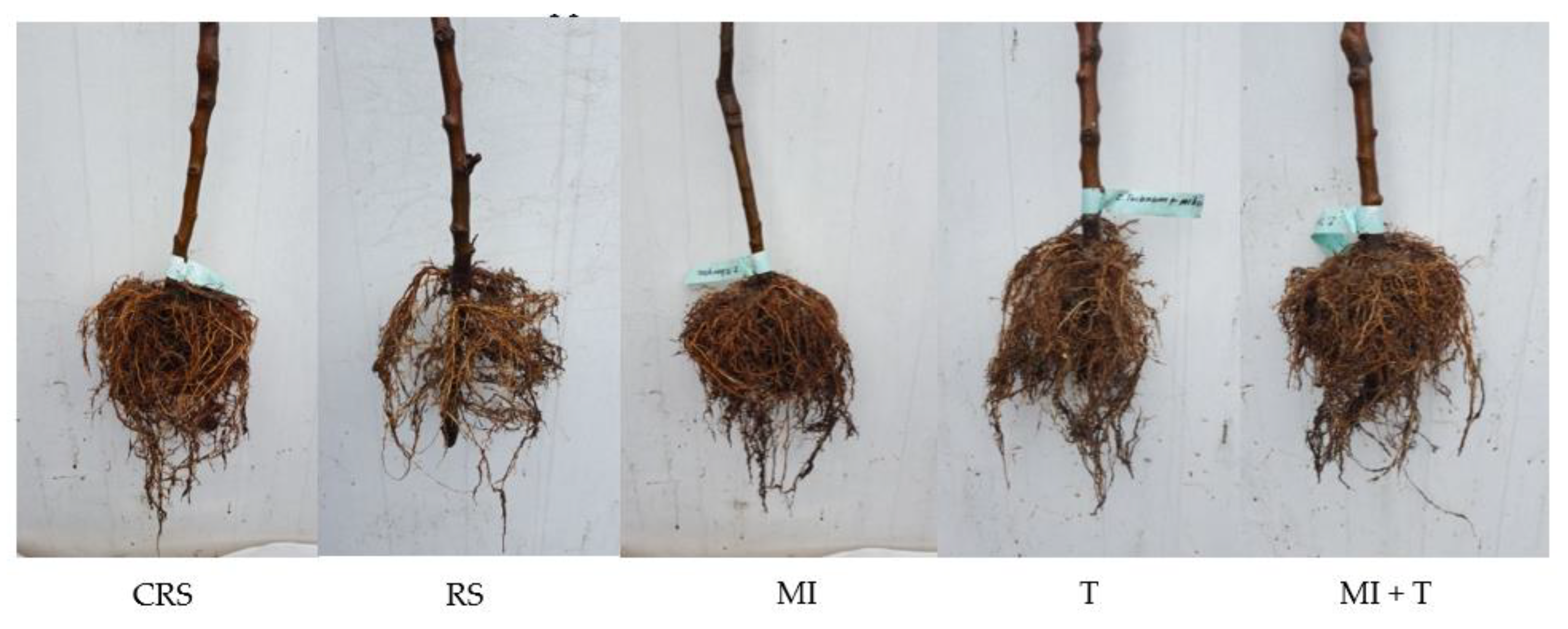 Agronomy 11 02355 g004 Agronomy 11 02355 g004