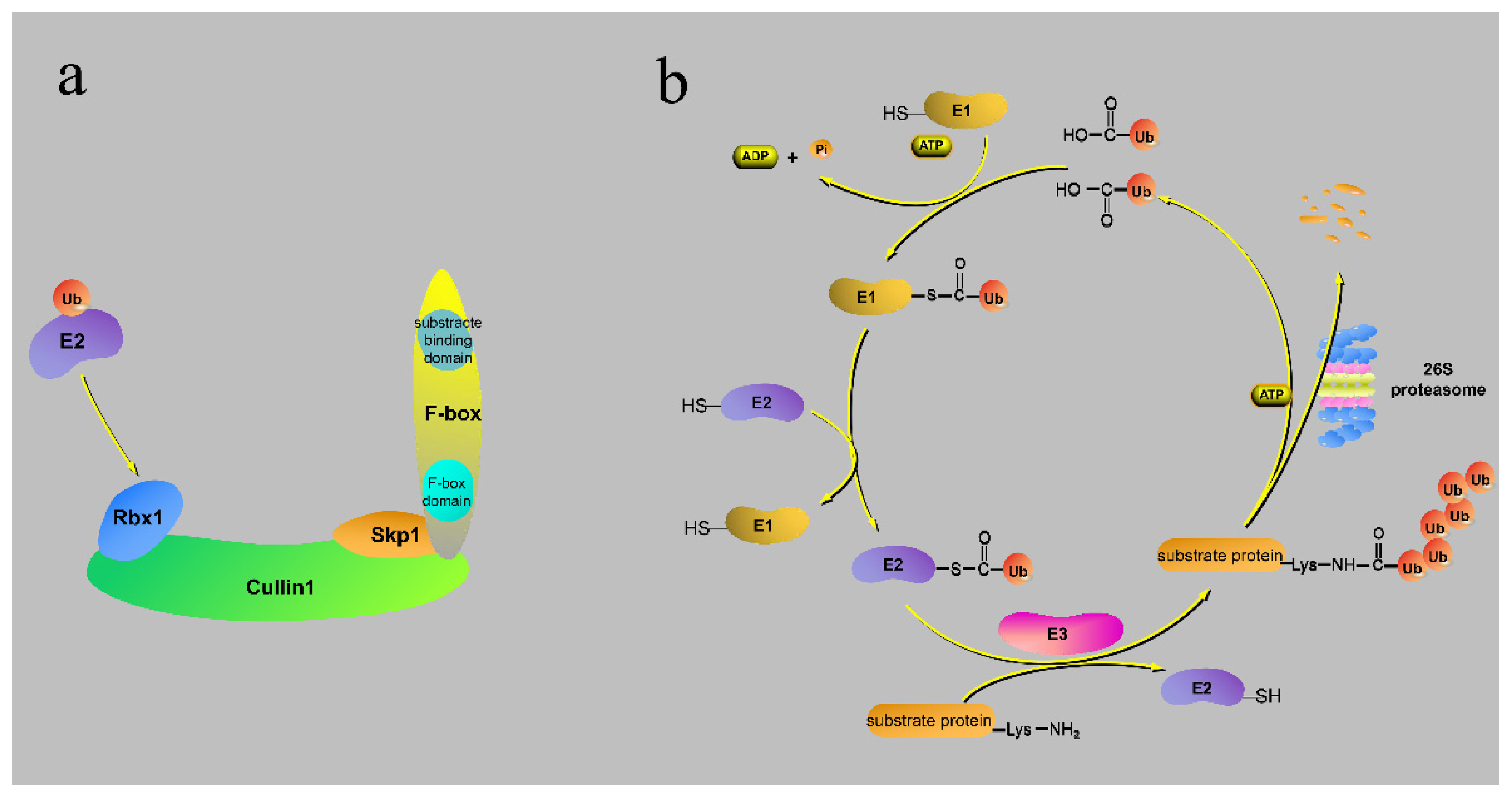 Agronomy 11 02360 g002