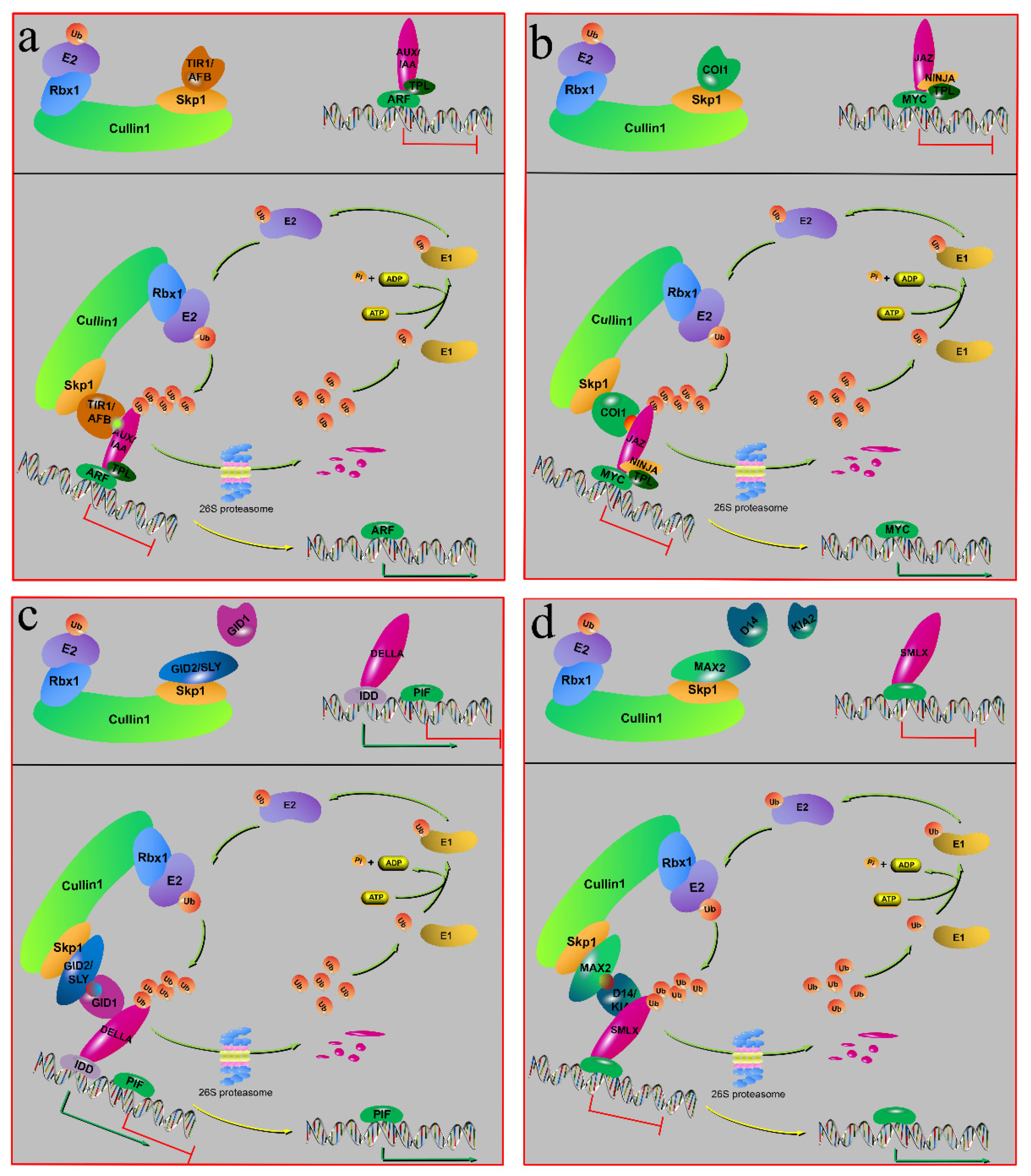 Agronomy 11 02360 g003