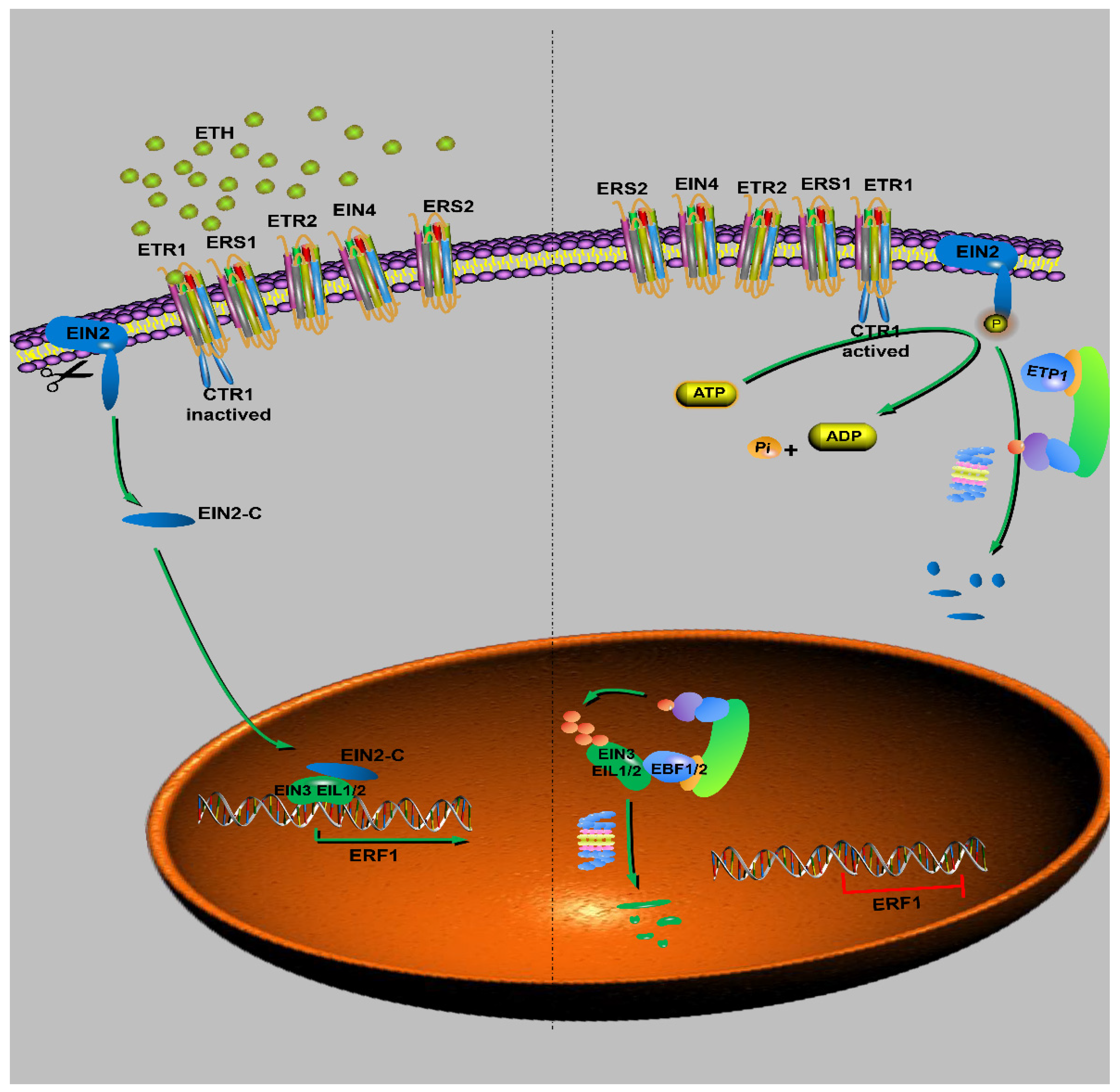 Agronomy 11 02360 g004