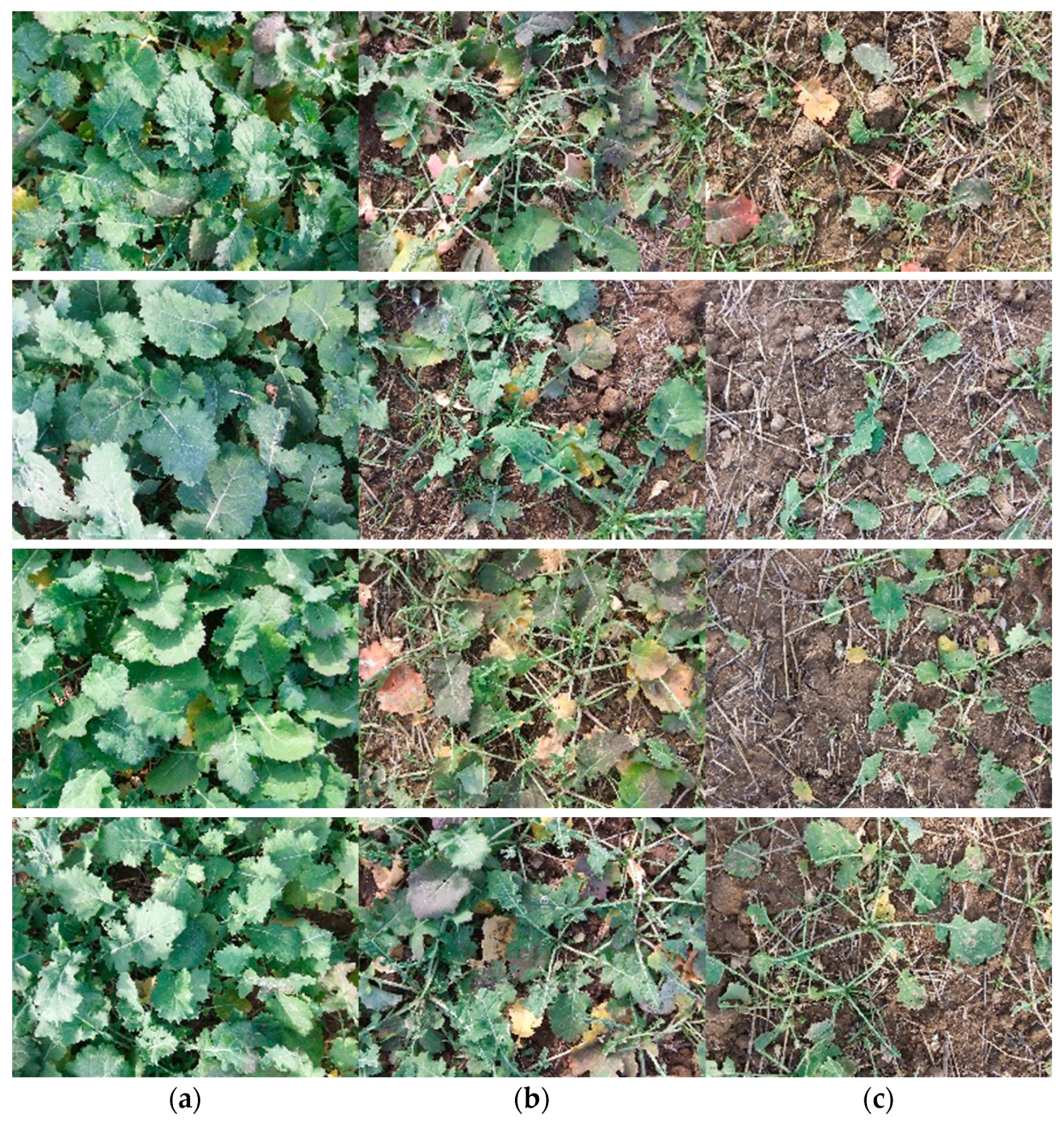 Agronomy 11 02364 g003 550