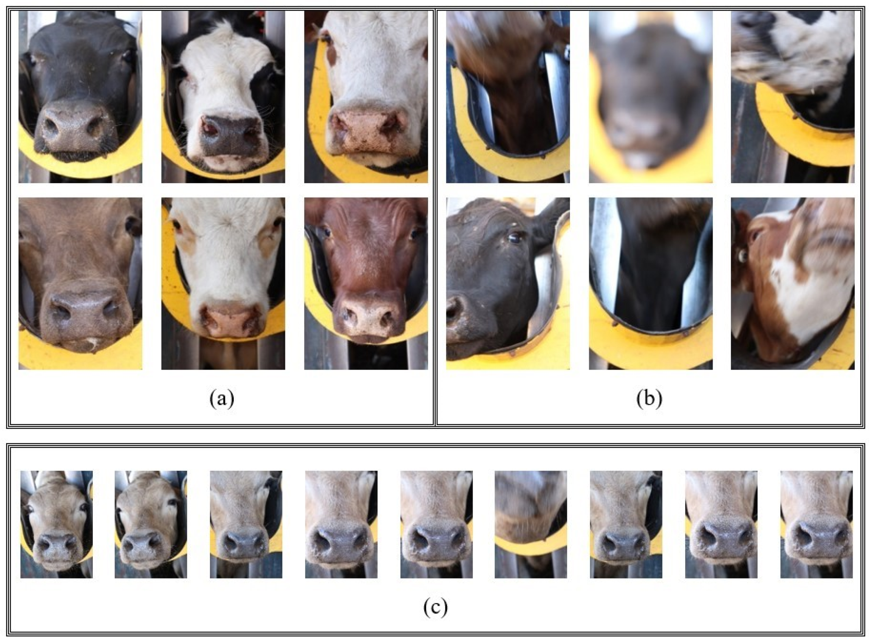 Agronomy | Free Full-Text | Automated Muzzle Detection and Biometric Identification via Few-Shot Deep Transfer Learning of Mixed Breed Cattle Agronomy | Free Full-Text | Automated Muzzle Detection and Biometric Identification via Few-Shot Deep Transfer Learning of Mixed Breed Cattle