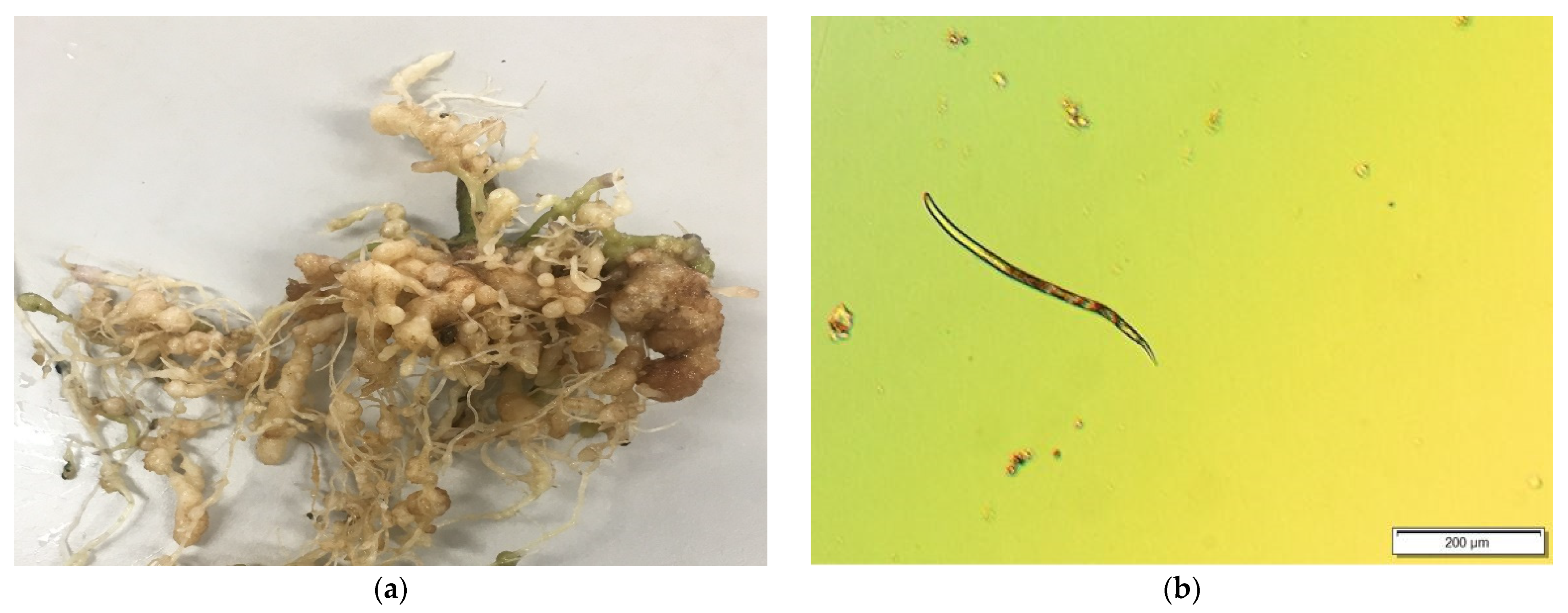 Agronomy | Free Full-Text | Quantification of Root-Knot Nematode ...