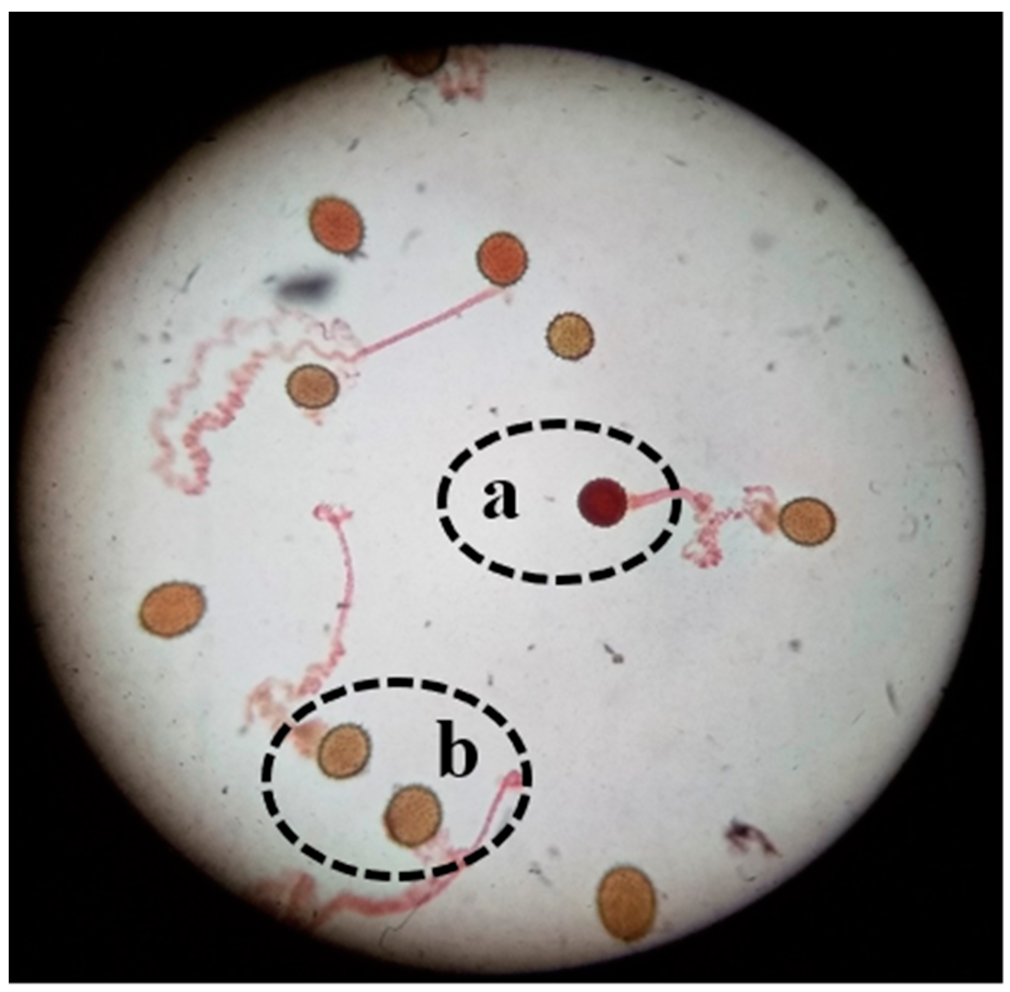 Agronomy 11 02375 g002