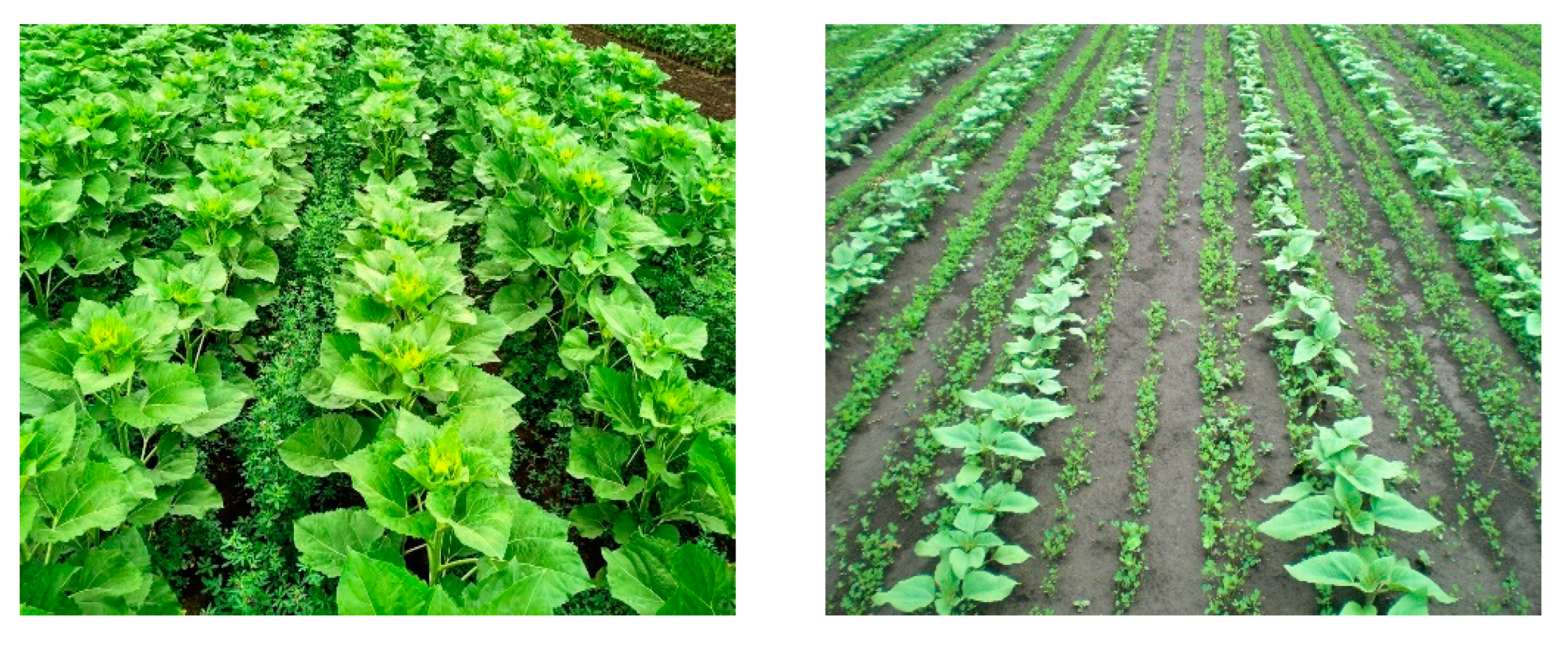 Agronomy 11 02381 g001