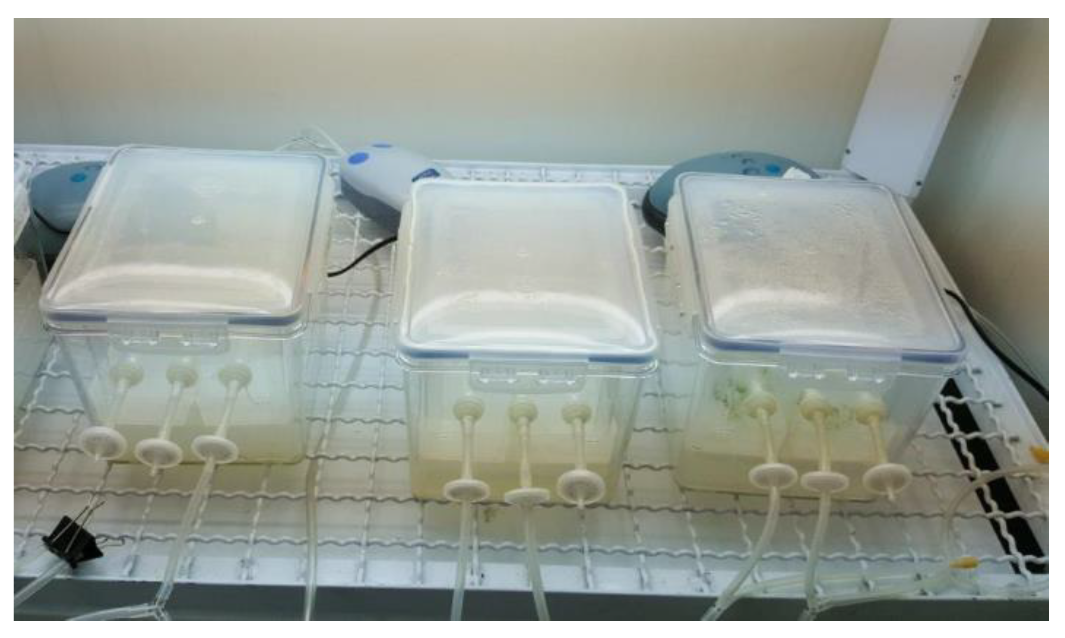 Agronomy 11 02414 g001