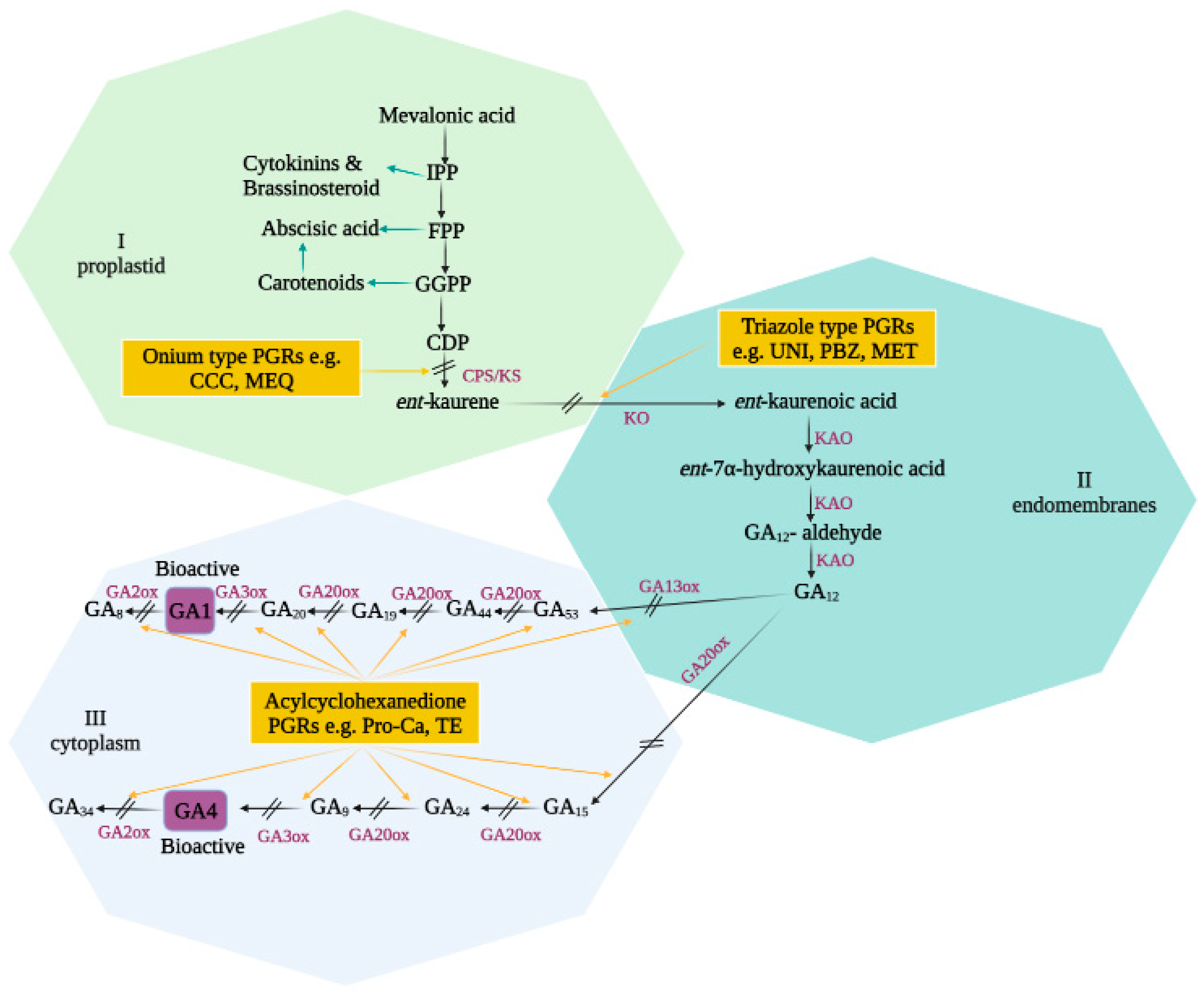 Agronomy 11 02421 g001