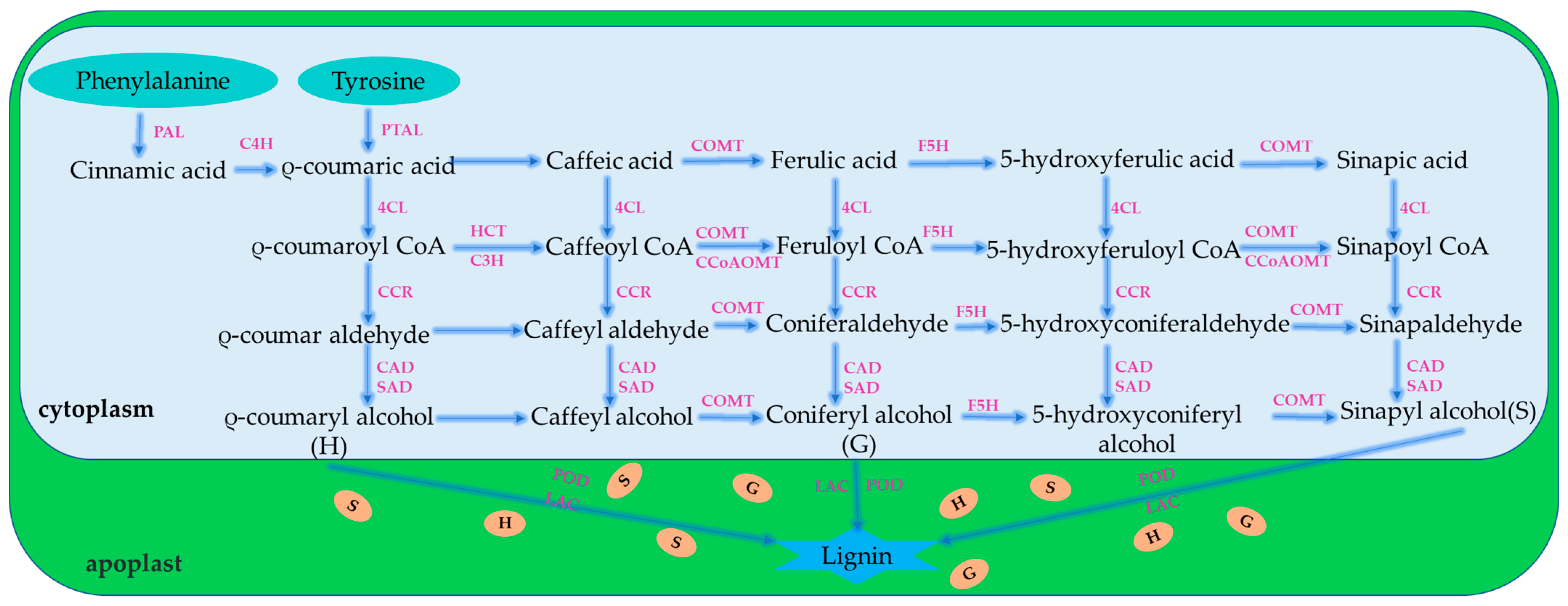 Agronomy 11 02421 g003
