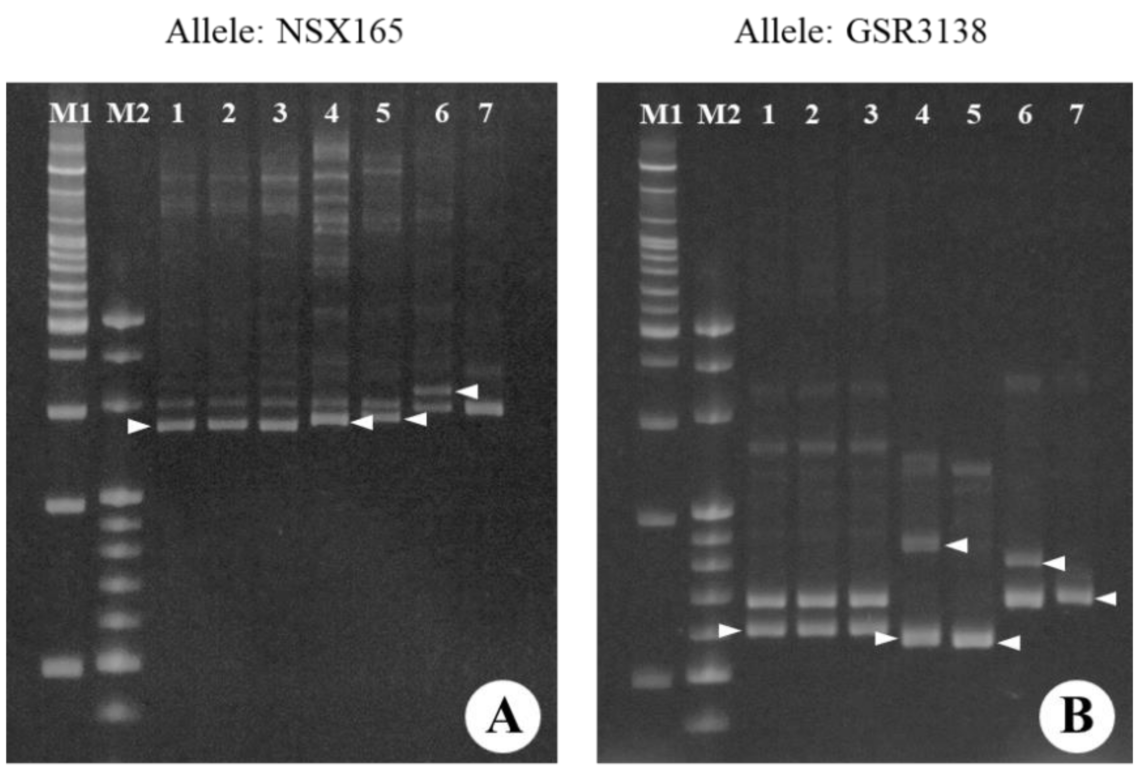Agronomy 11 02441 g002 Agronomy 11 02441 g002
