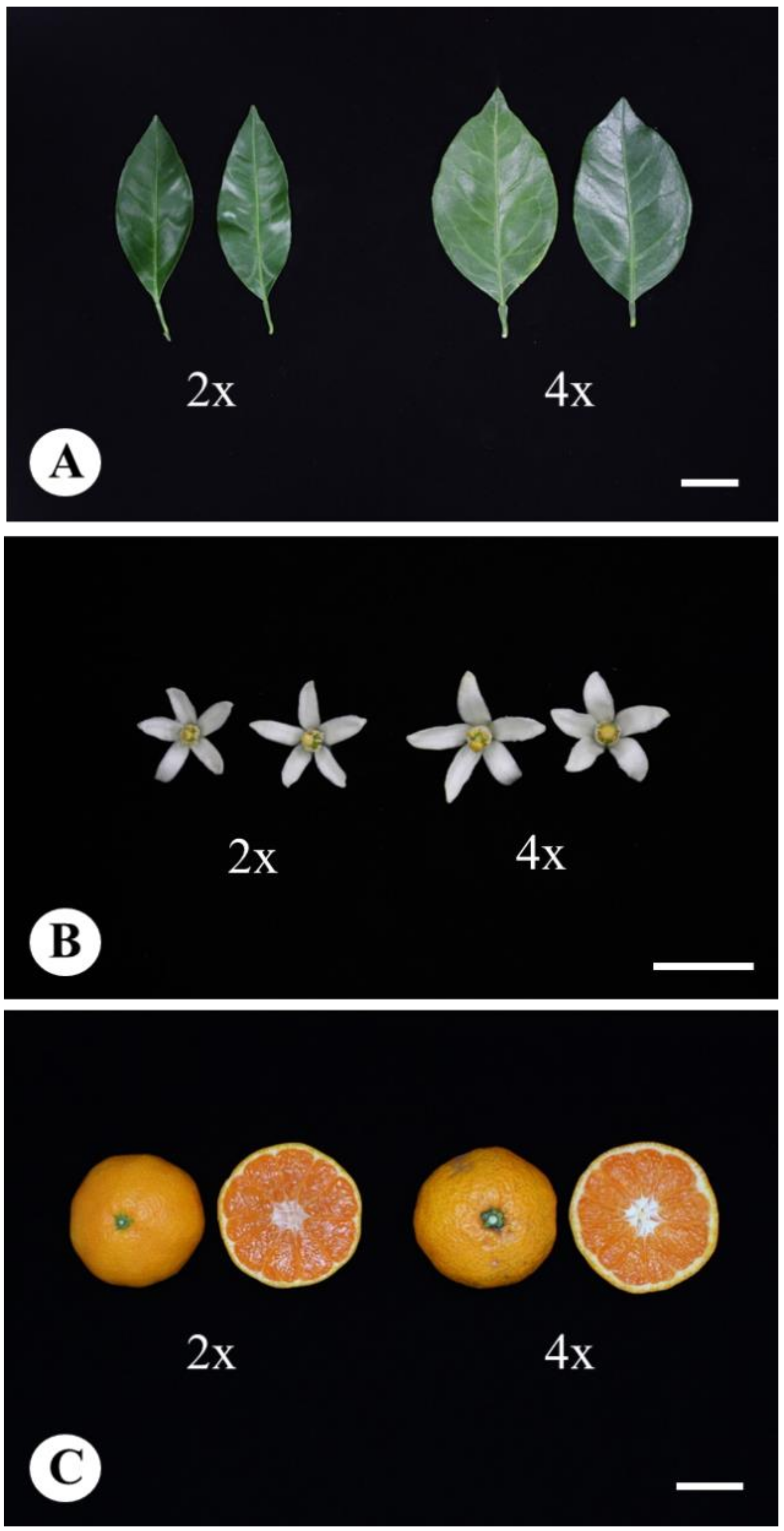 Agronomy 11 02441 g003 Agronomy 11 02441 g003