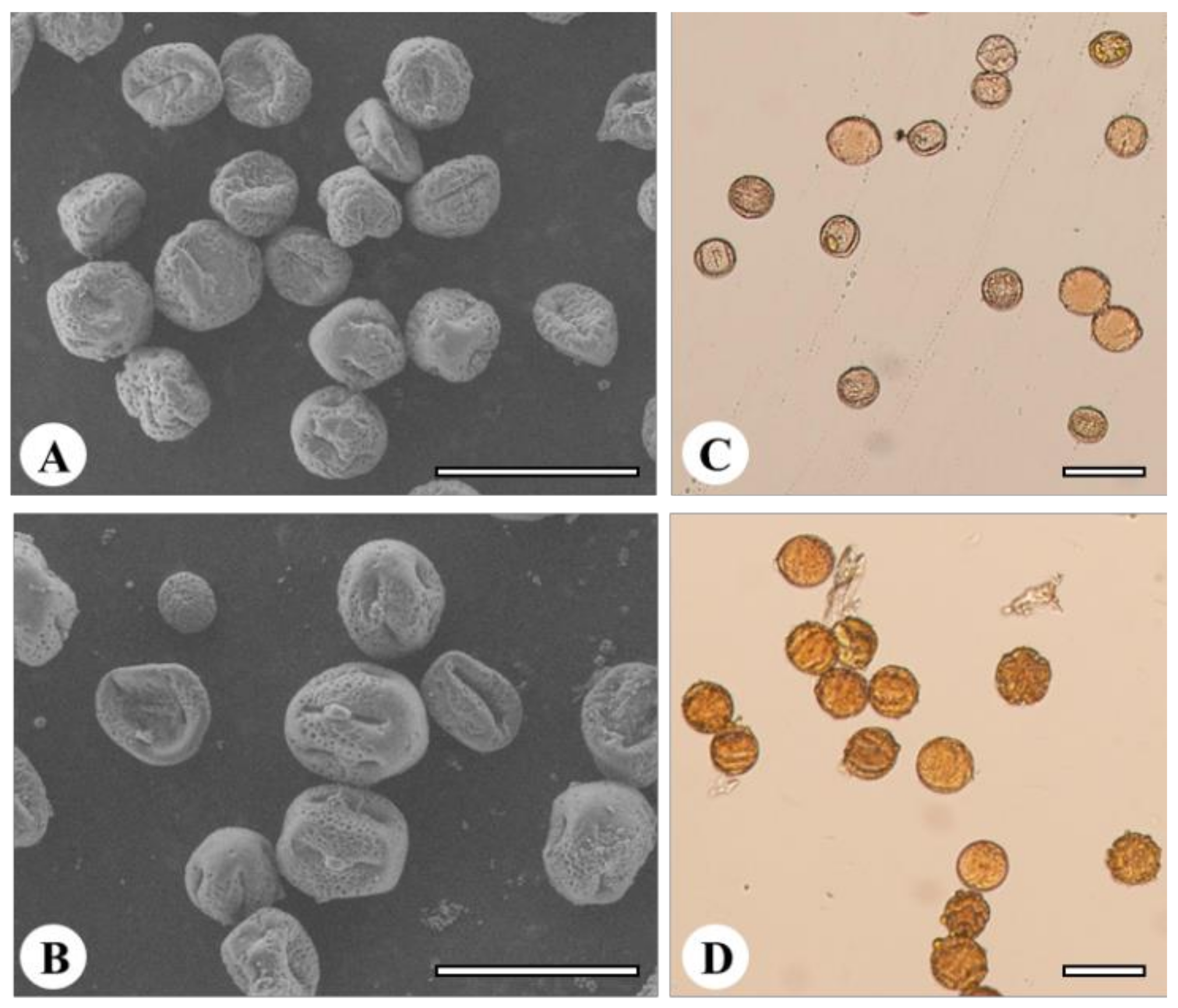 Agronomy 11 02441 g004 Agronomy 11 02441 g004