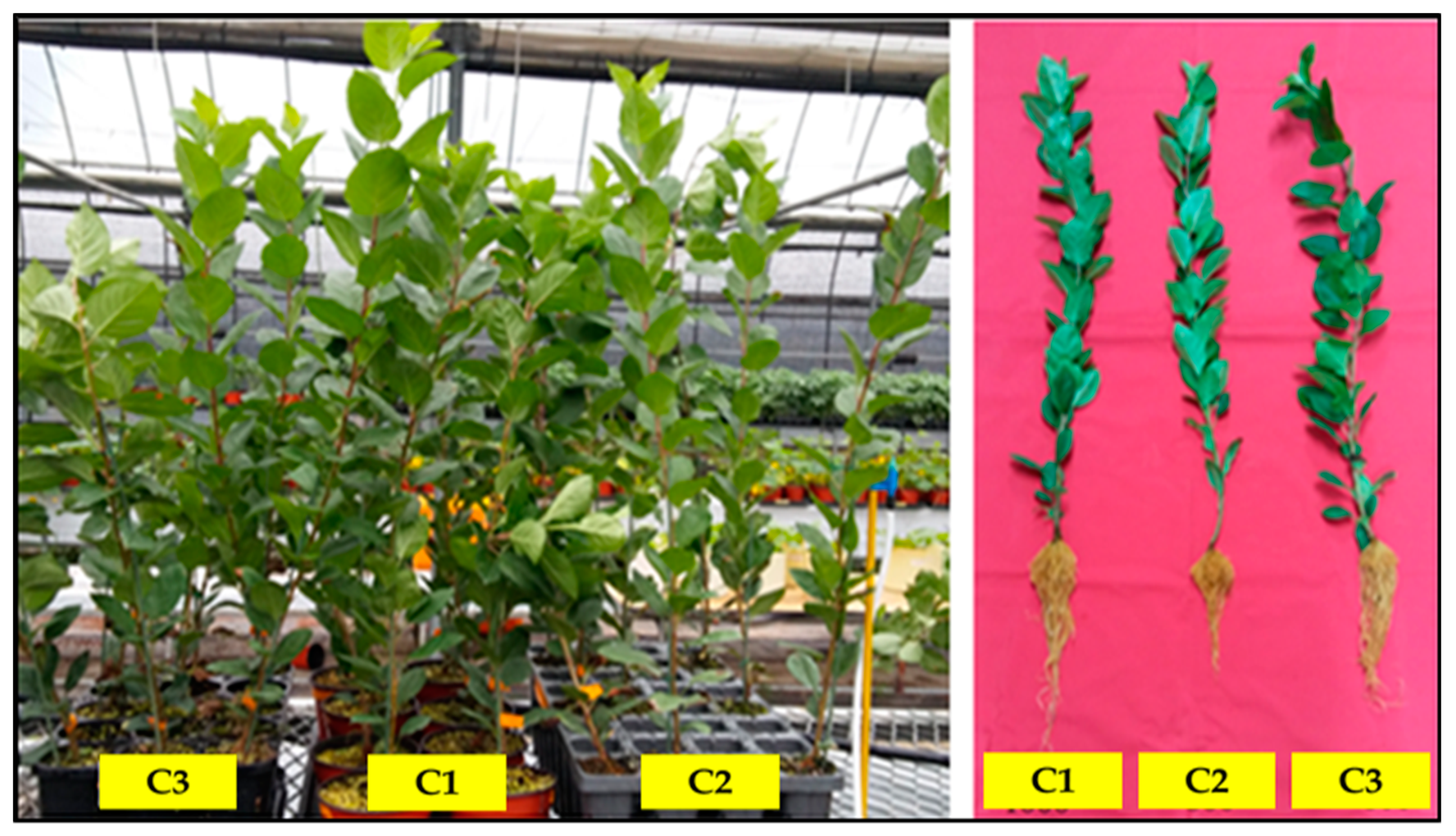 Agronomy 11 02450 g005