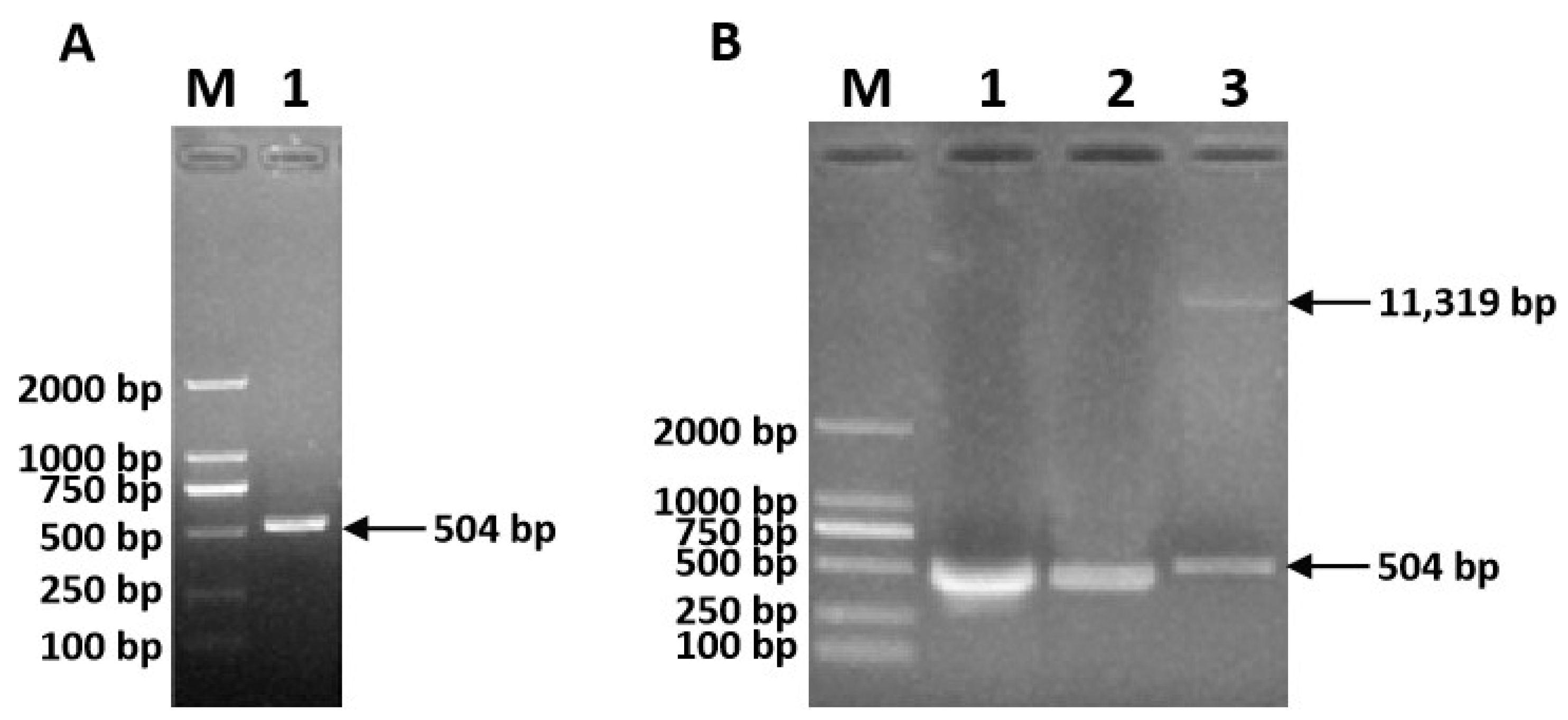 Agronomy 11 02454 g006