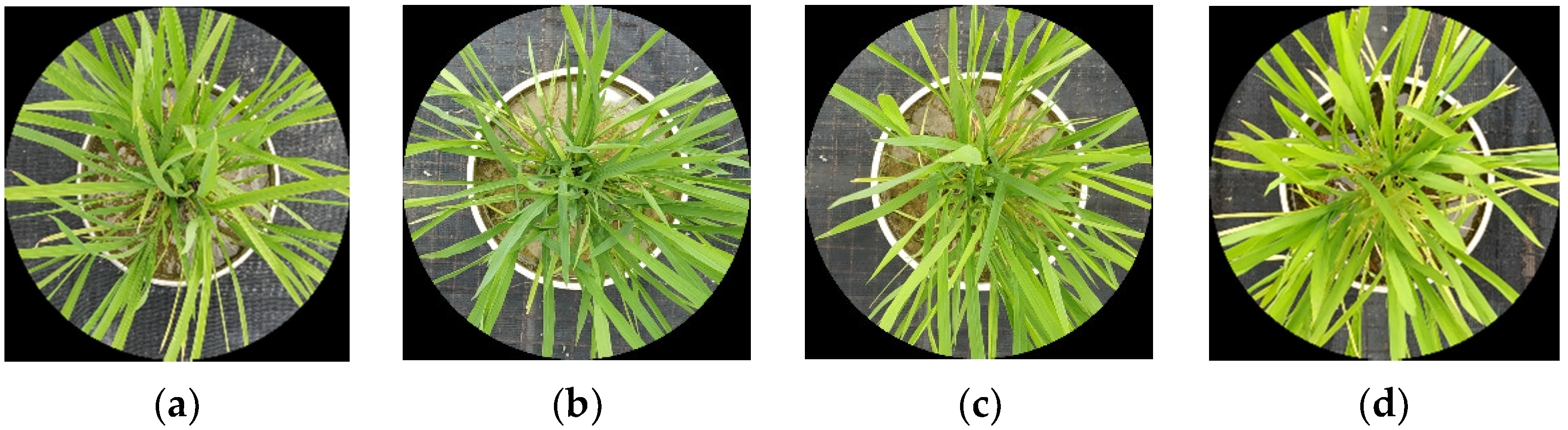 Agronomy 11 02465 g001