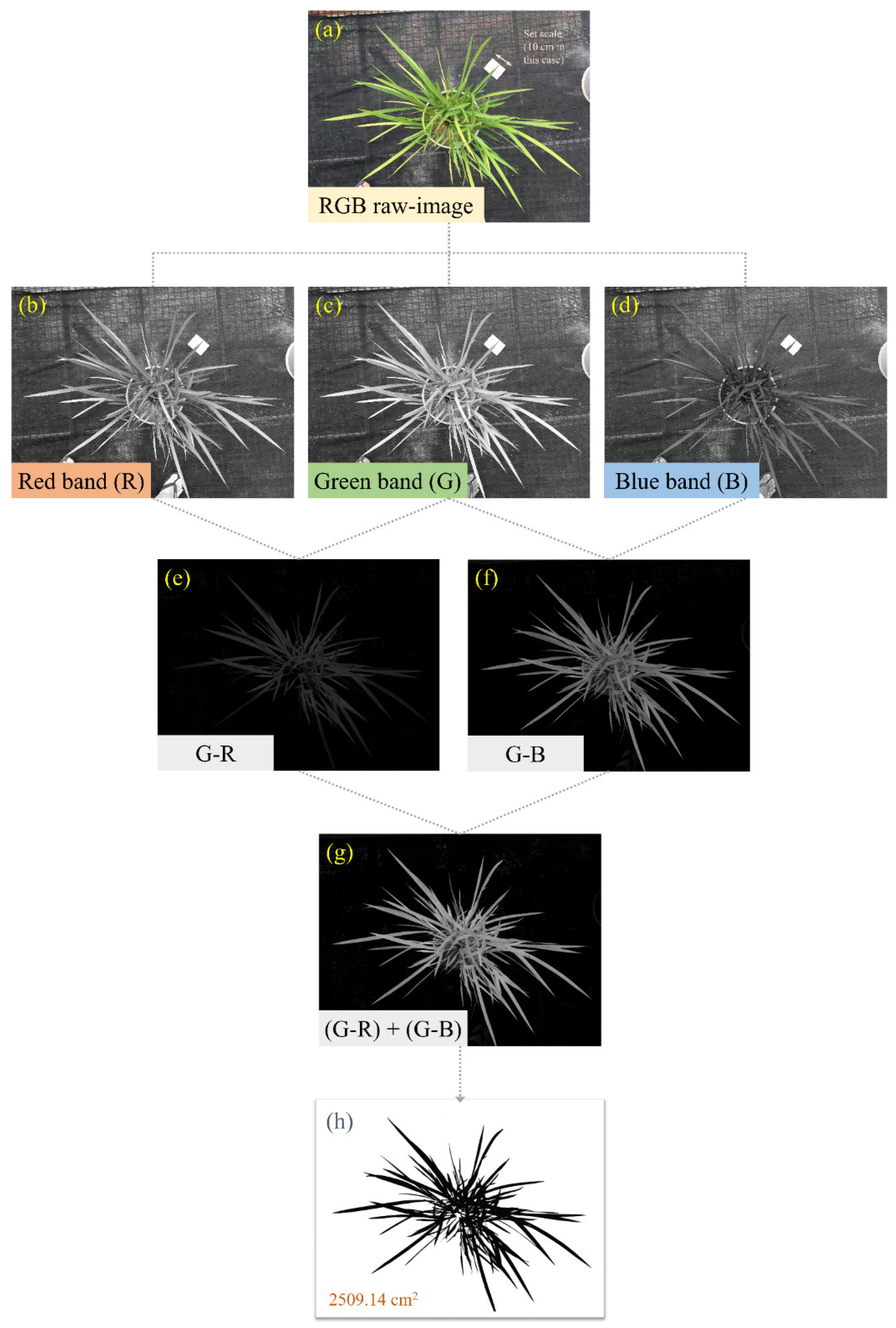 Agronomy 11 02465 g003