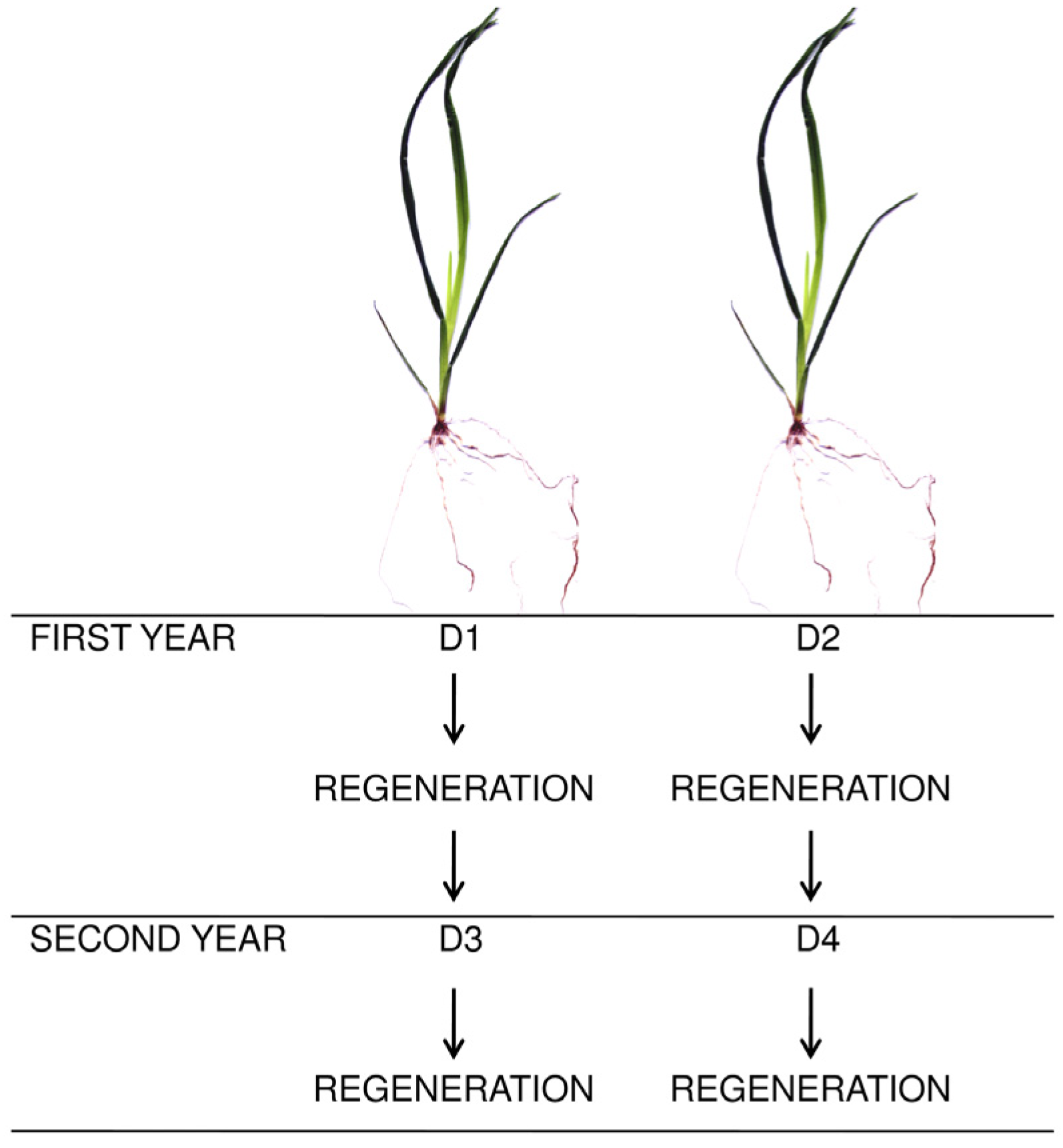 Agronomy 11 02471 g001