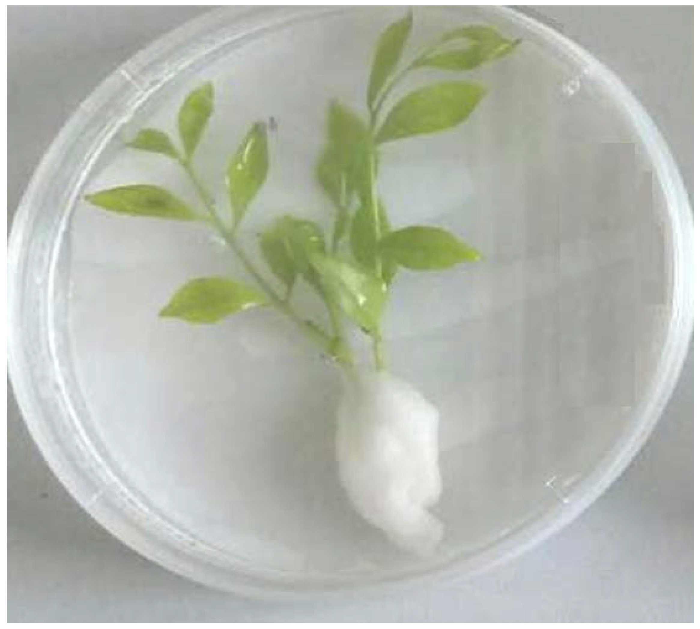 Agronomy 11 02476 g001 Agronomy 11 02476 g001