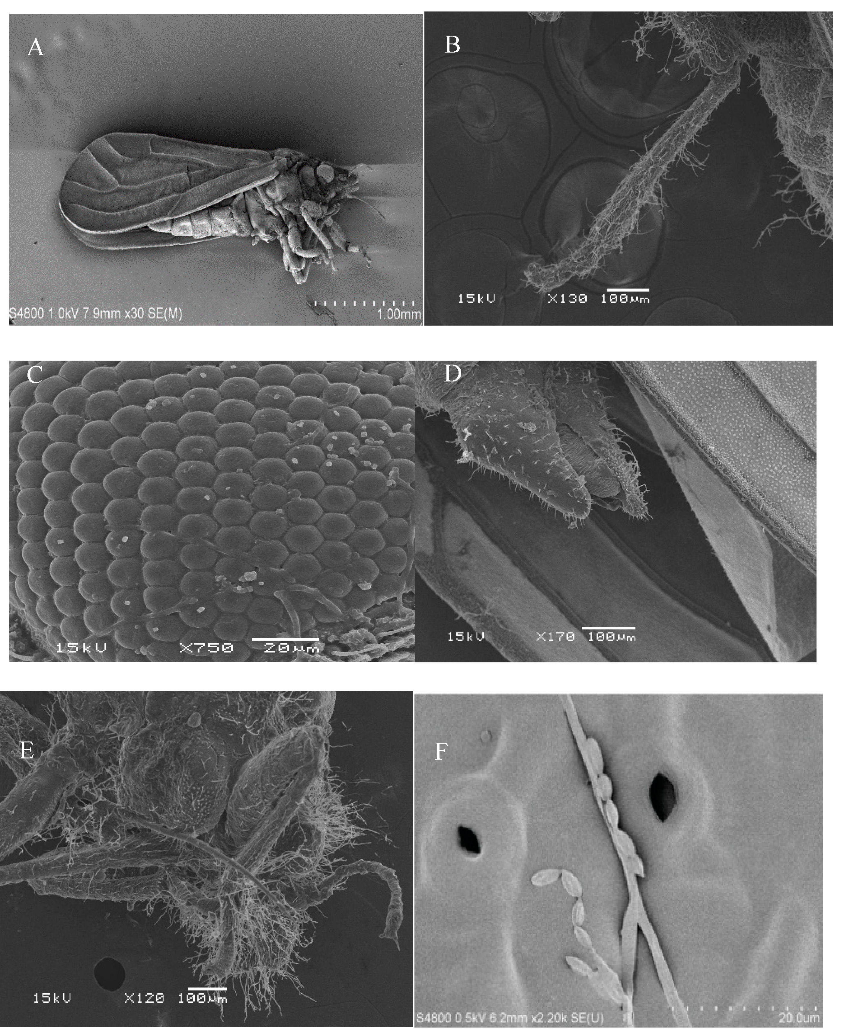 Agronomy 11 02476 g003 Agronomy 11 02476 g003