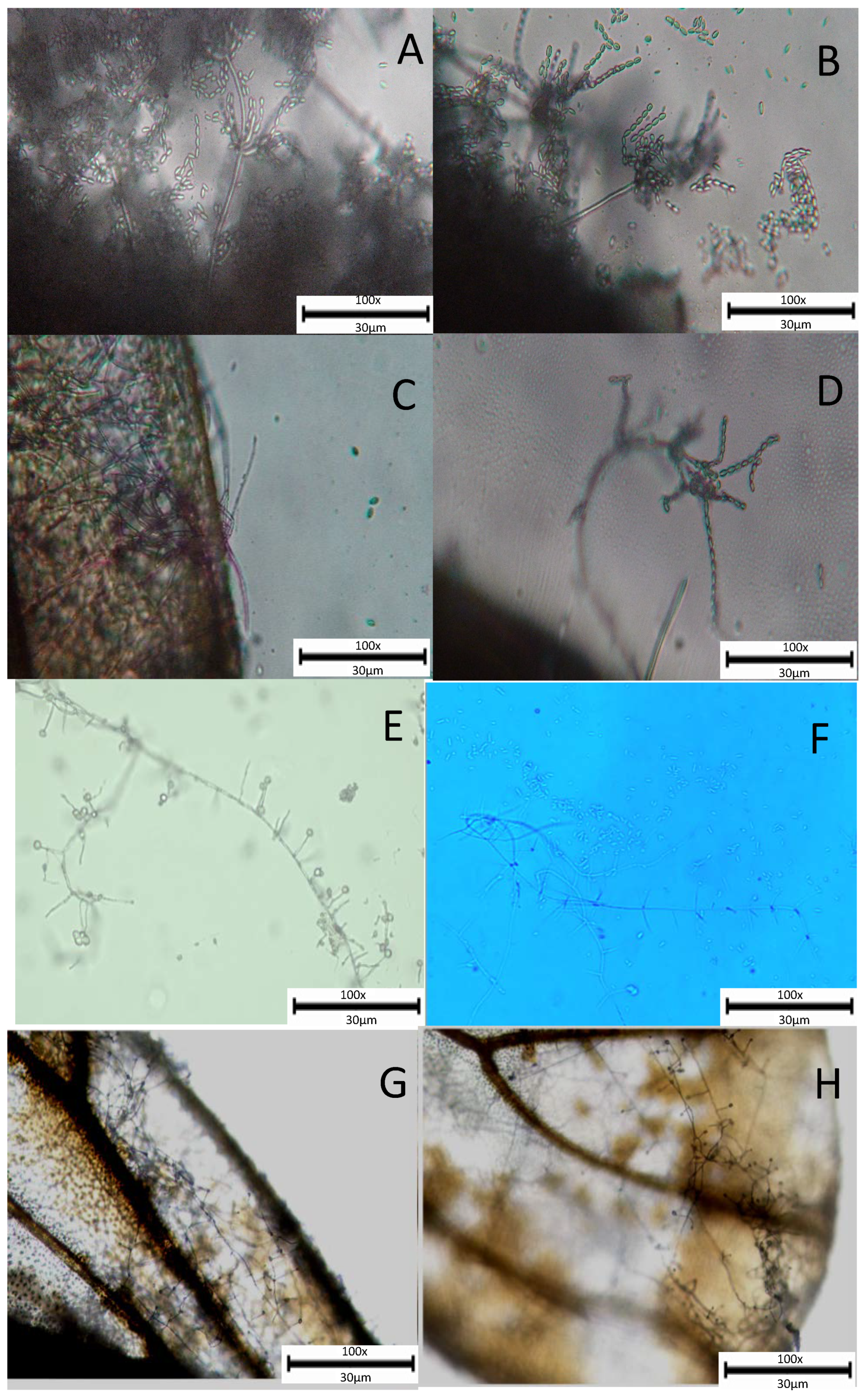 Agronomy 11 02476 g006 Agronomy 11 02476 g006