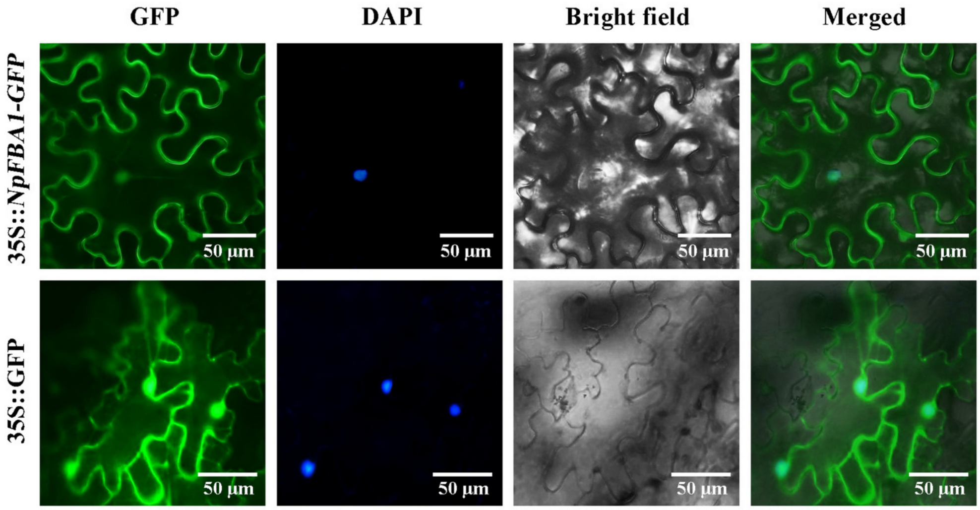 Agronomy 11 02478 g002