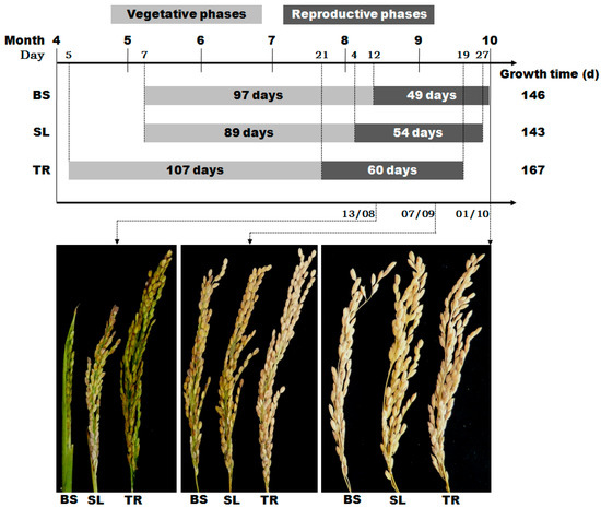 Agronomy 11 02479 g007 550