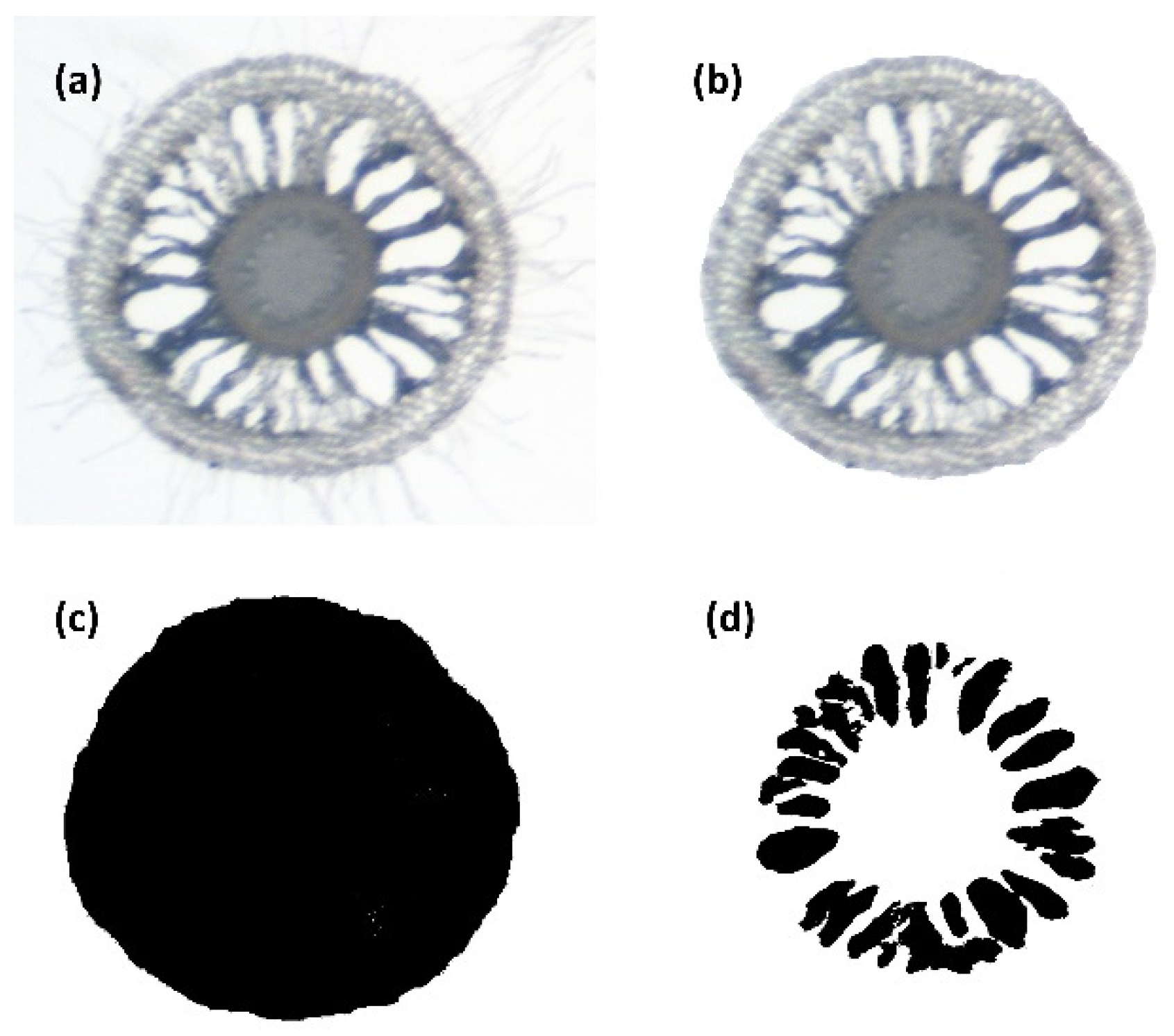 Agronomy 11 02487 g001