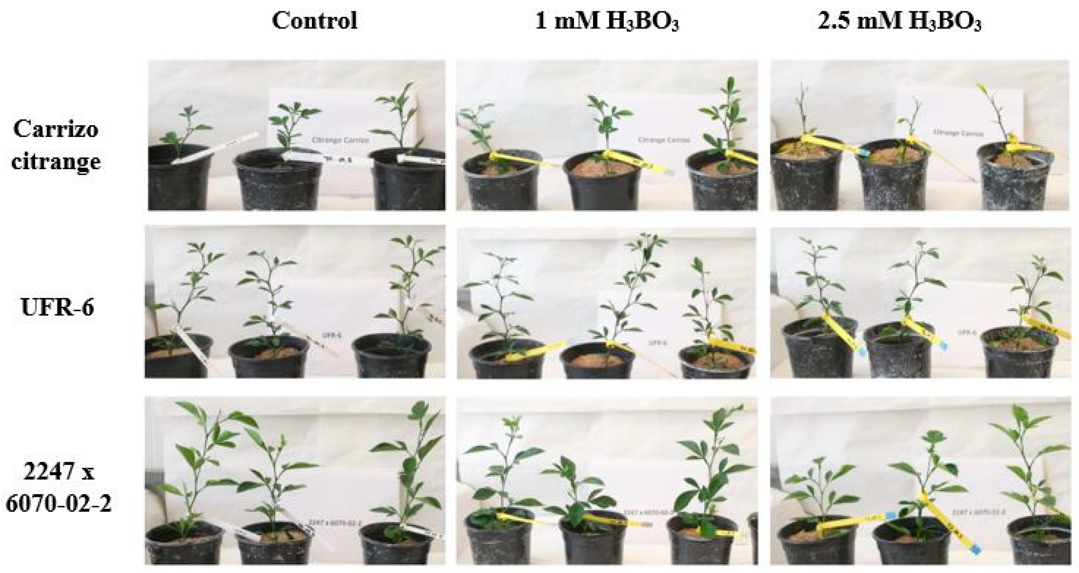 Agronomy 11 02490 g001