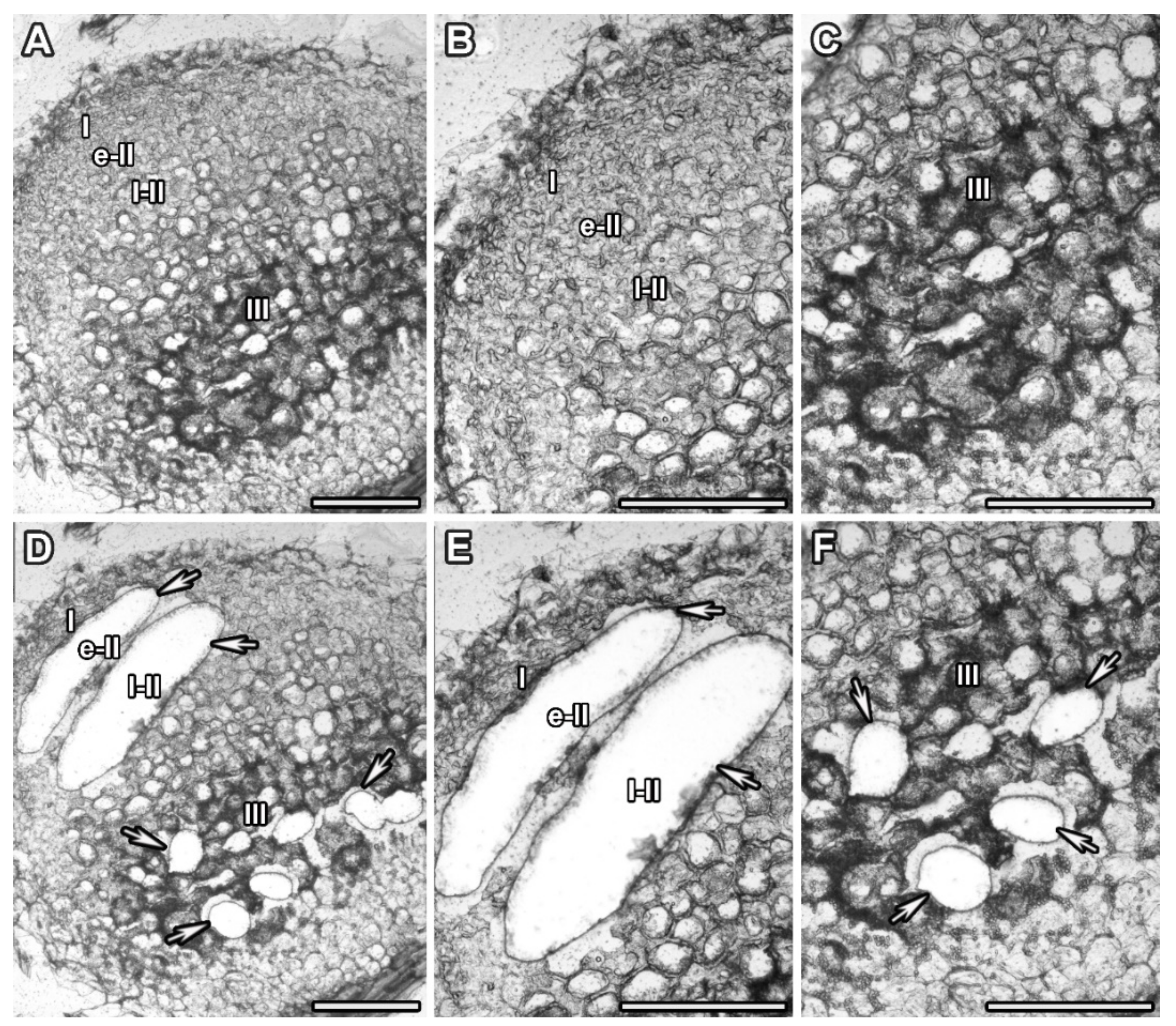 Agronomy 11 02504 g001