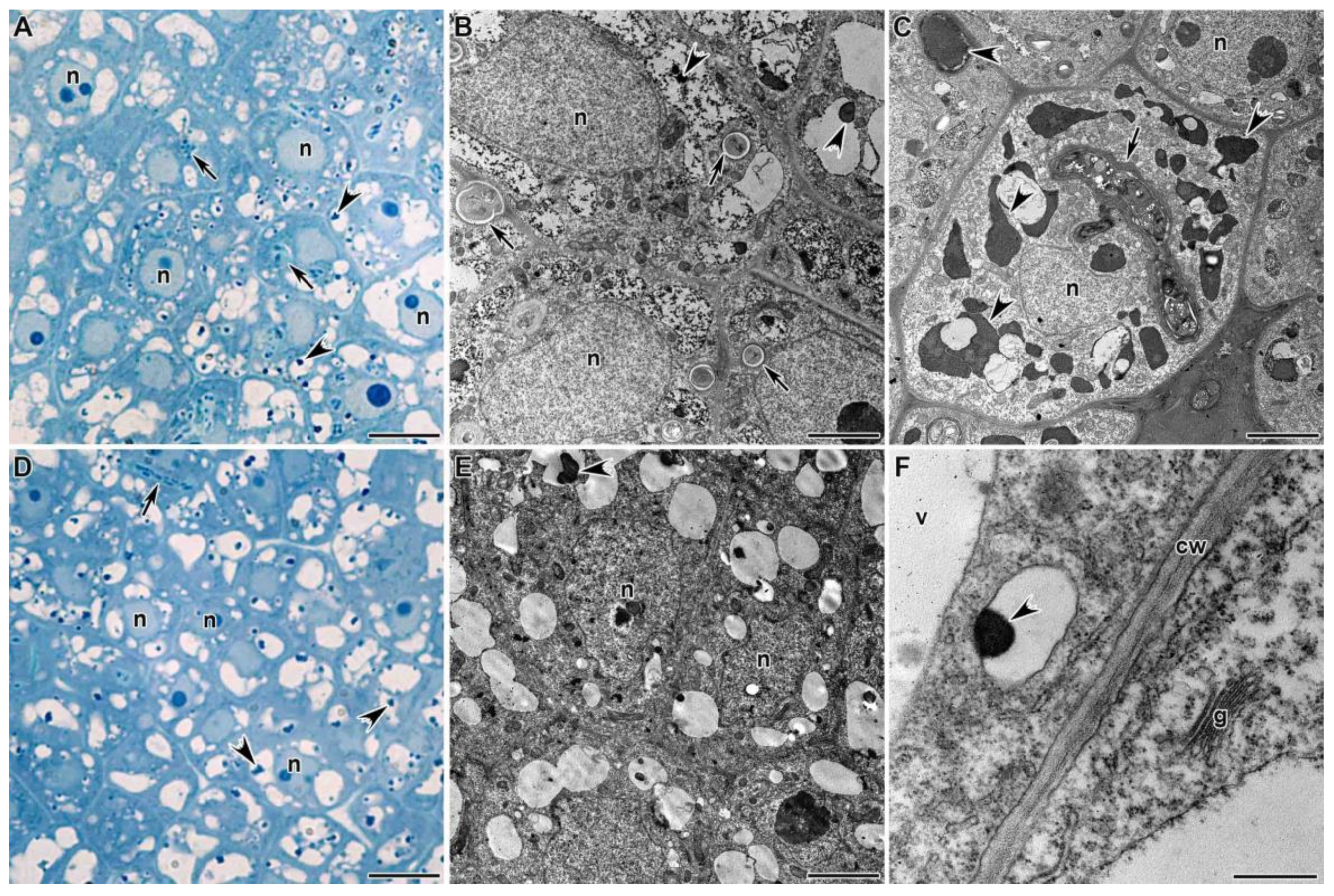 Agronomy 11 02508 g002