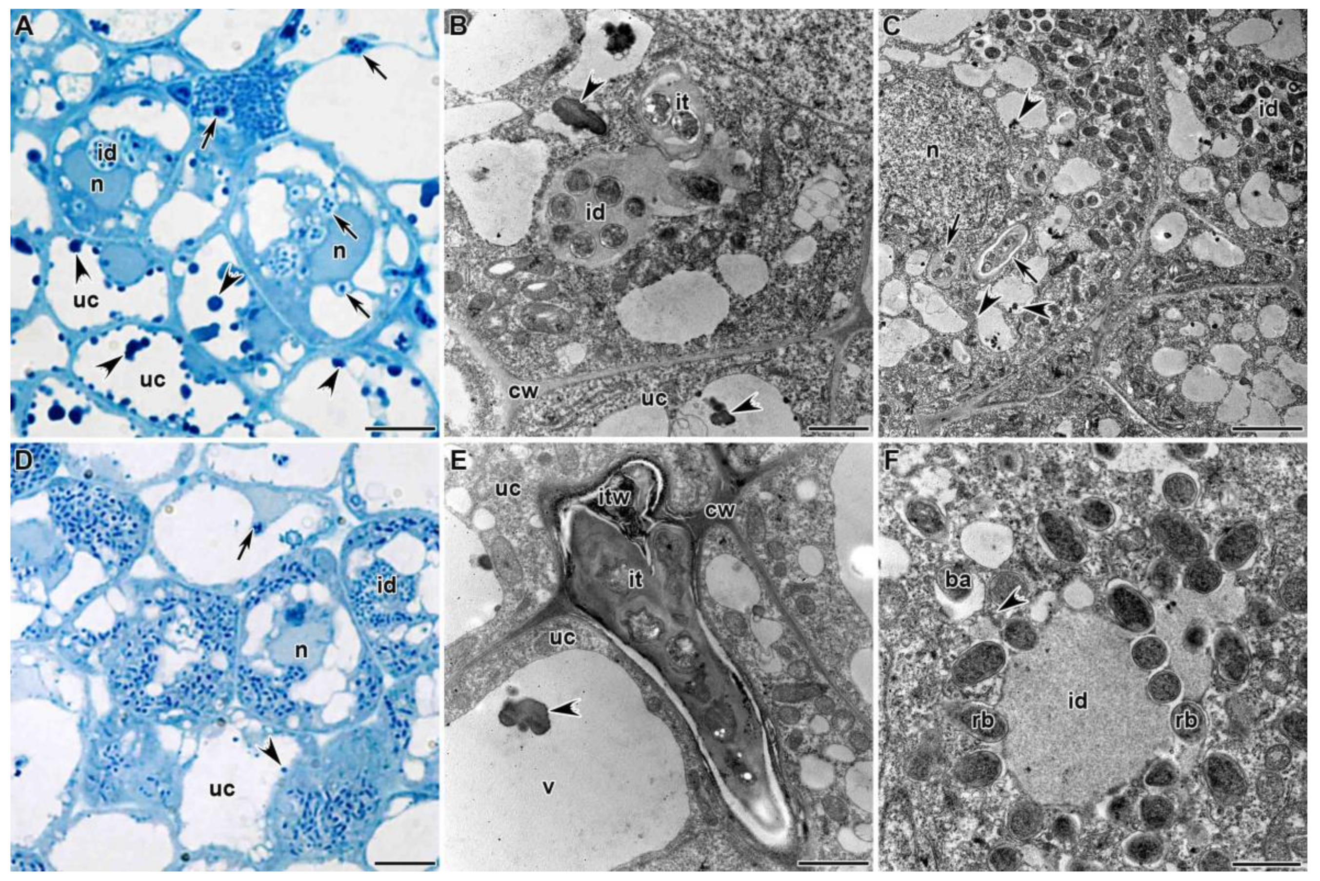 Agronomy 11 02508 g003