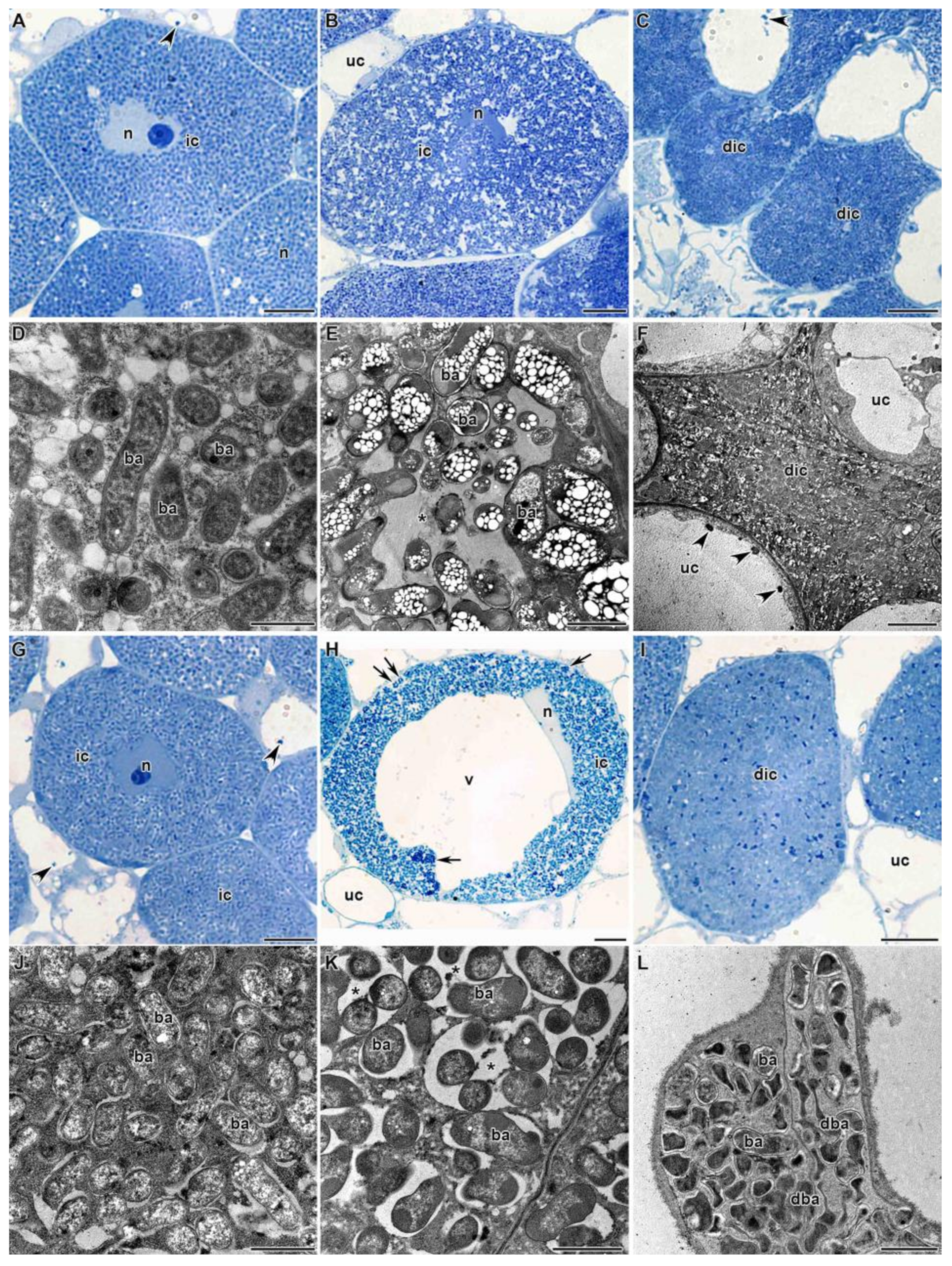 Agronomy 11 02508 g004