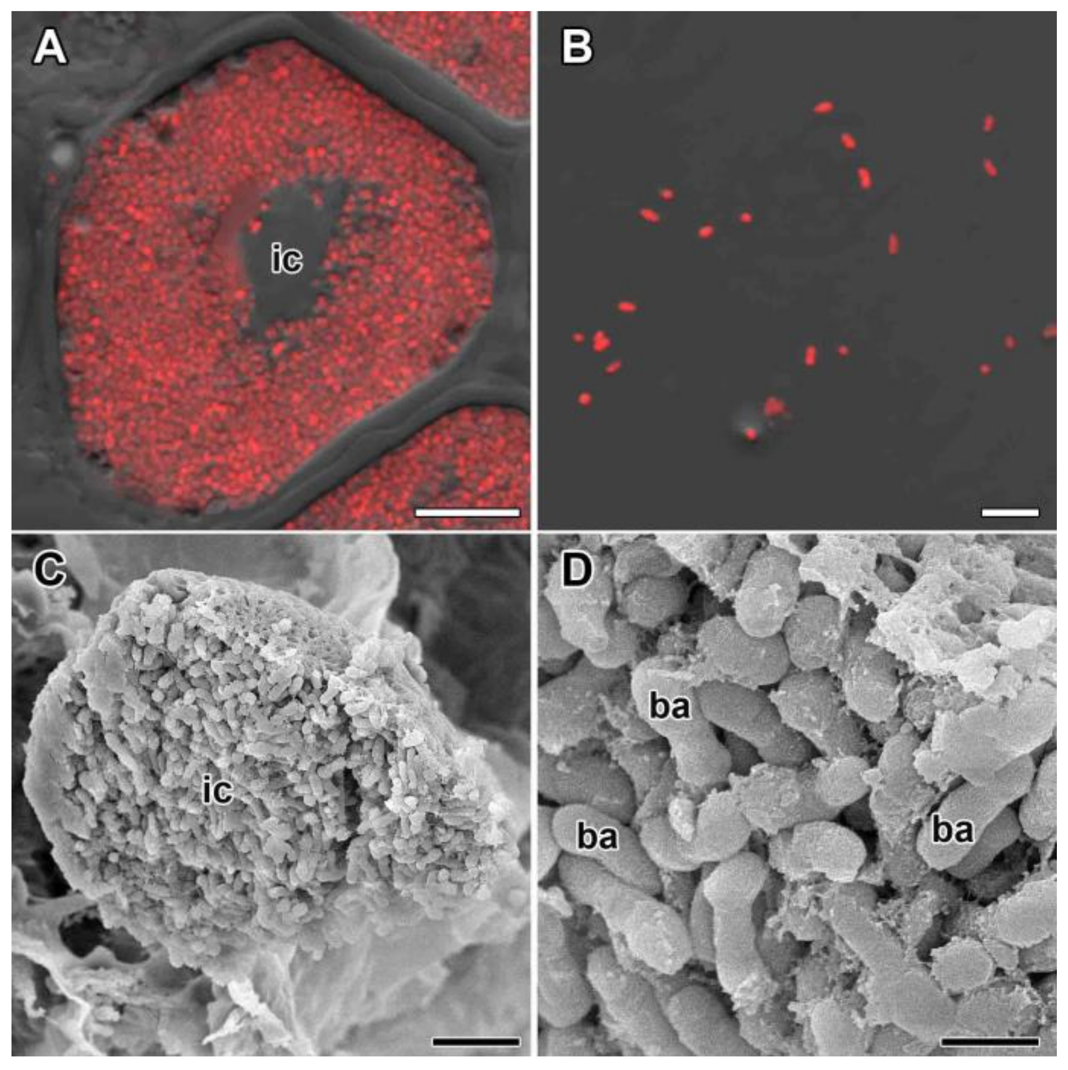 Agronomy 11 02508 g005