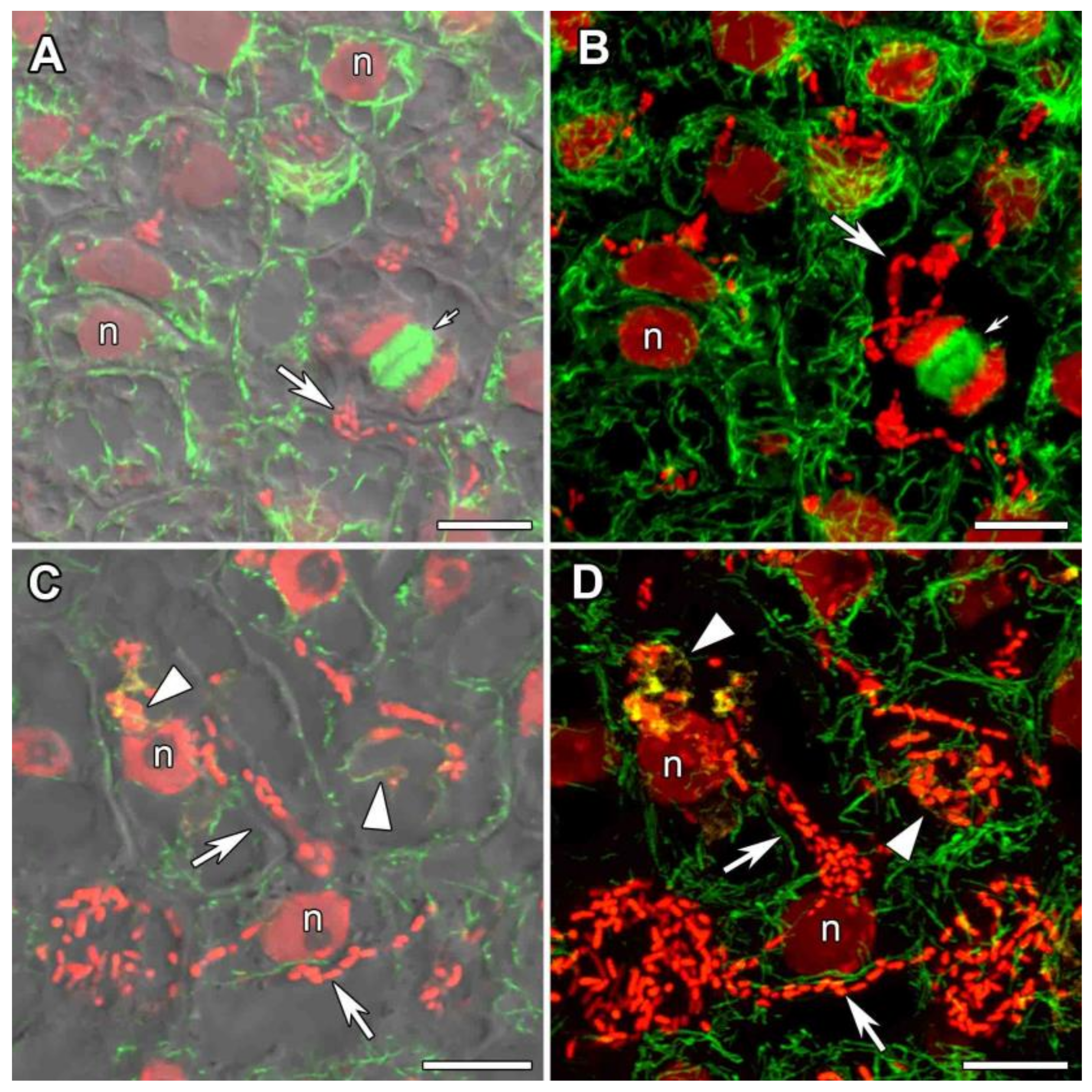 Agronomy 11 02508 g006