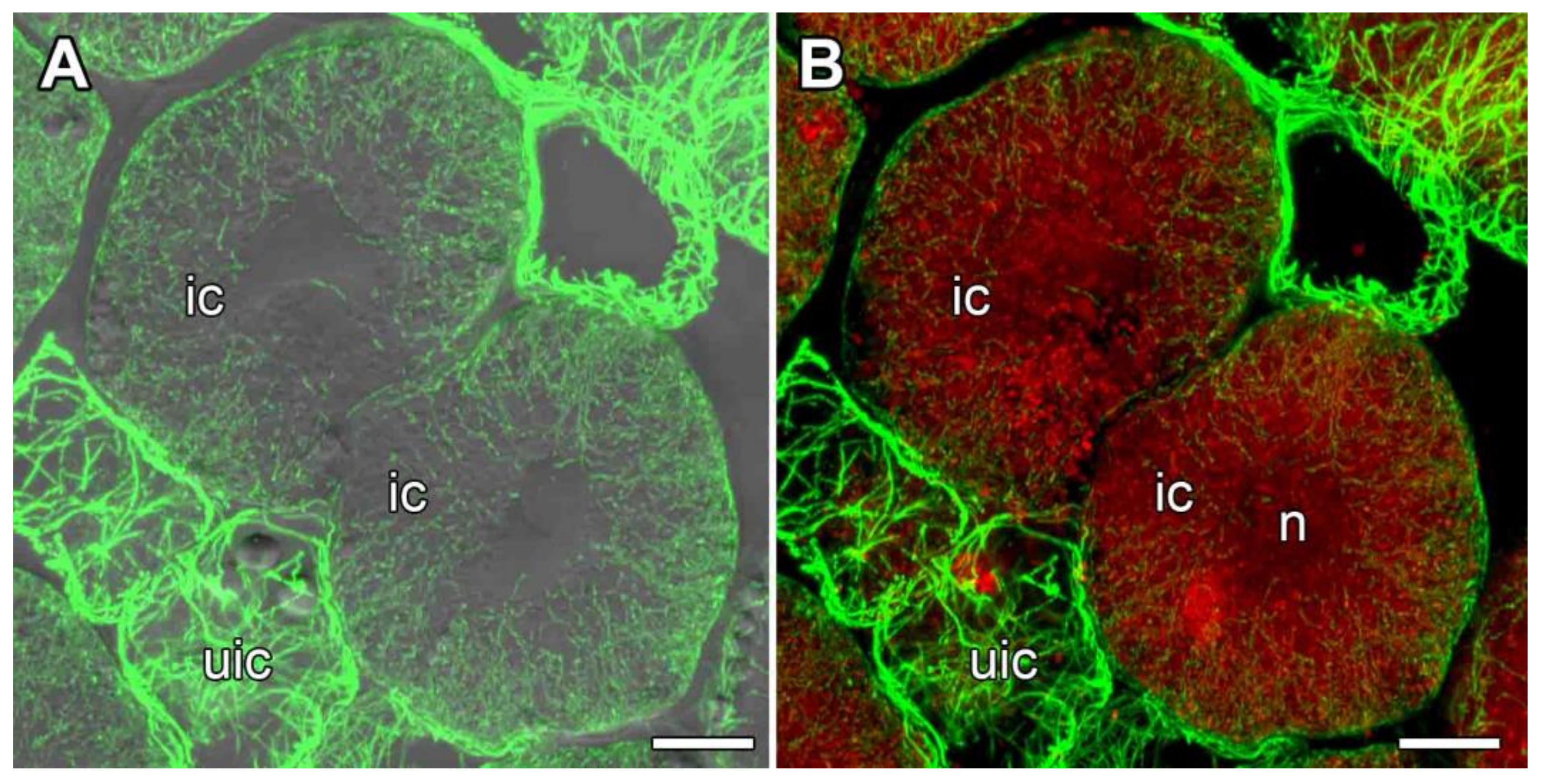 Agronomy 11 02508 g008