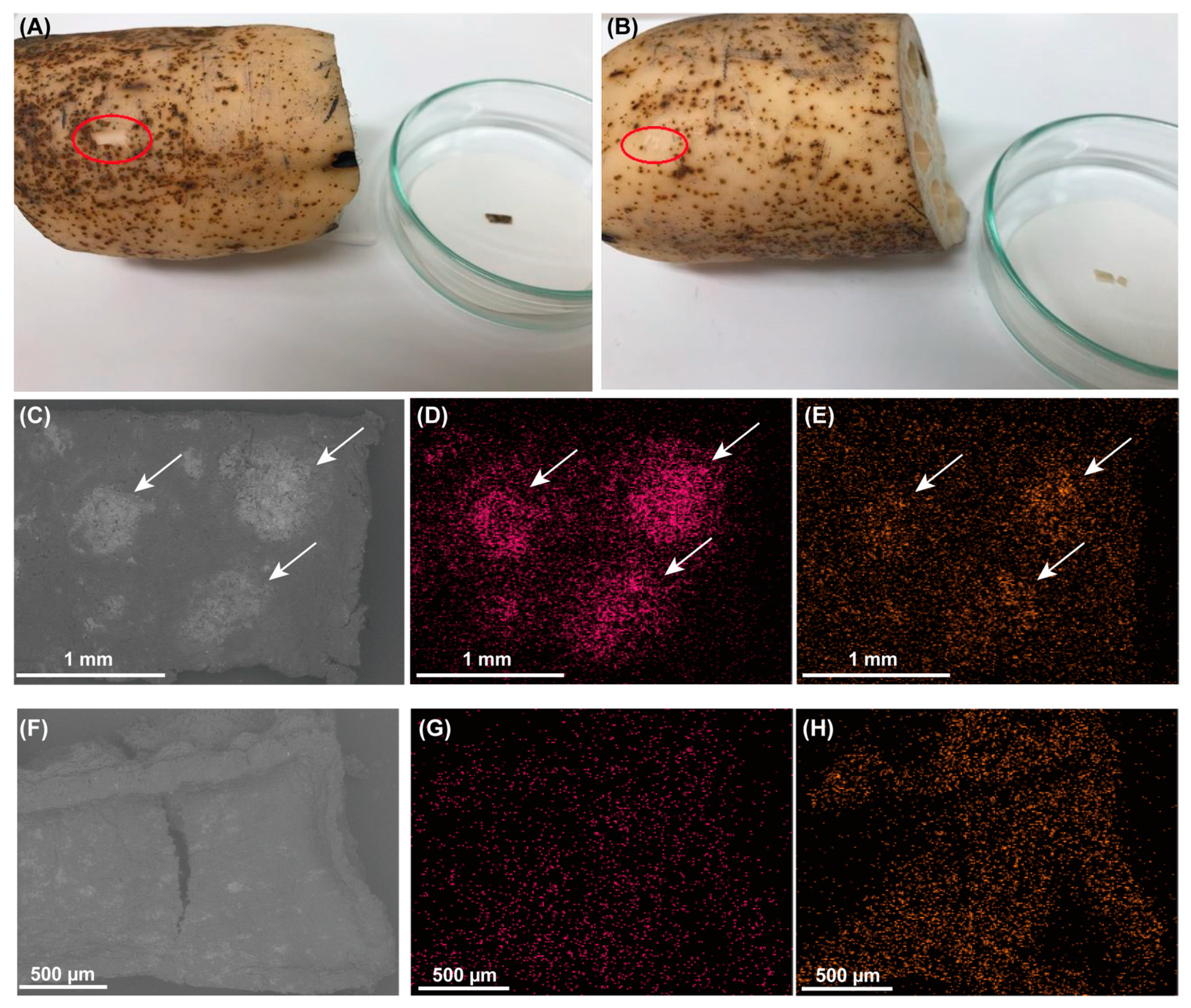 Agronomy 11 02517 g002 Agronomy 11 02517 g002