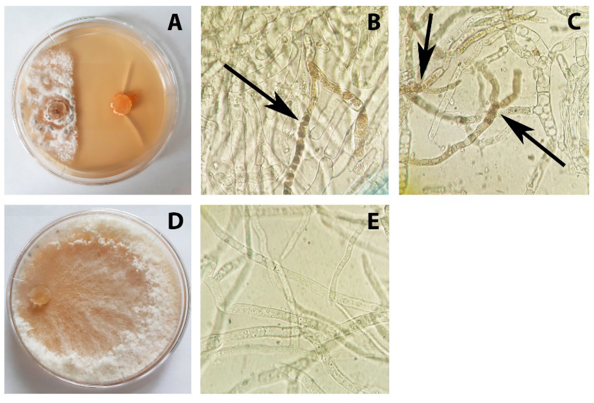 Agronomy 11 02520 g003 Agronomy 11 02520 g003