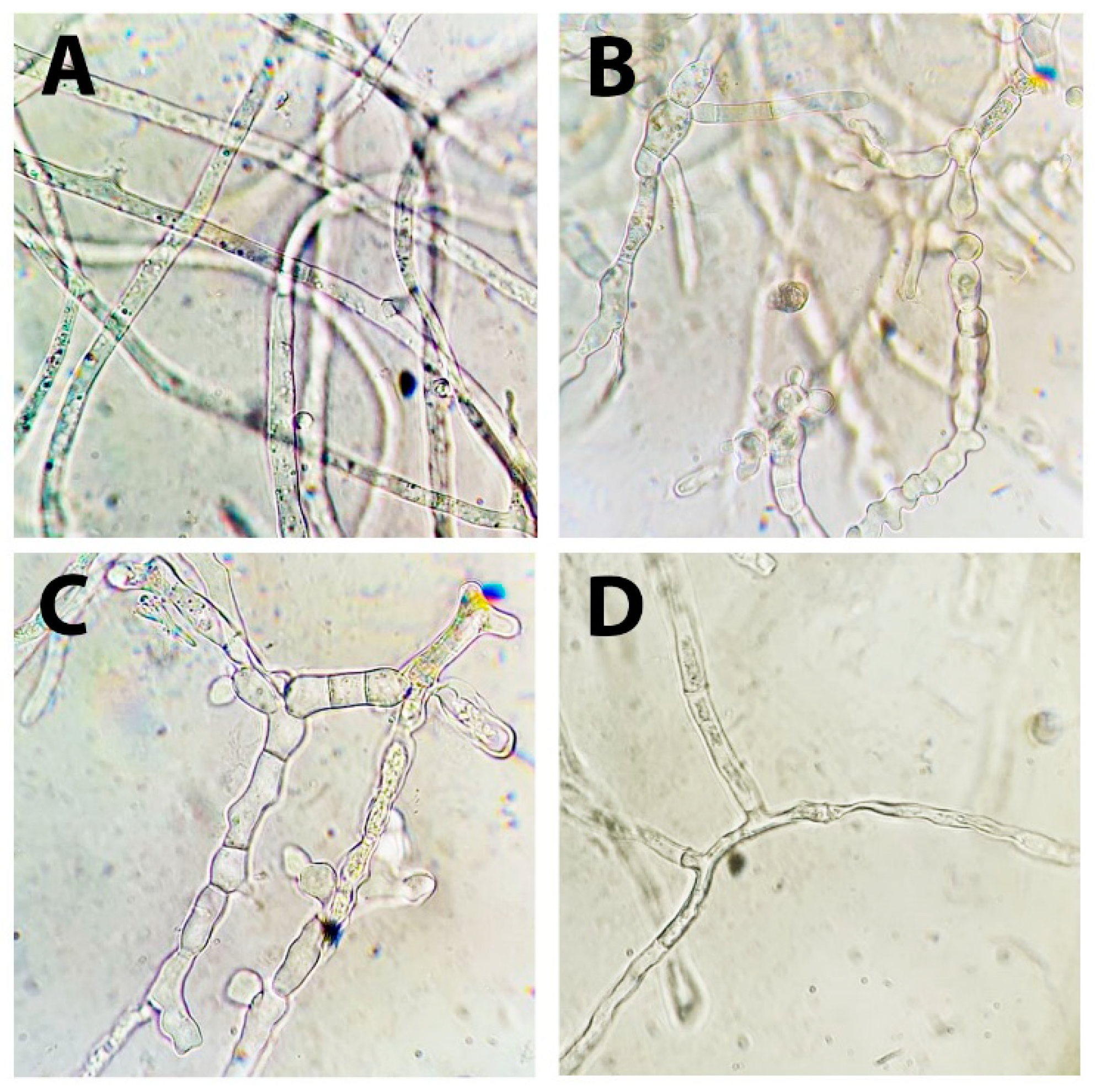 Agronomy 11 02520 g006 Agronomy 11 02520 g006