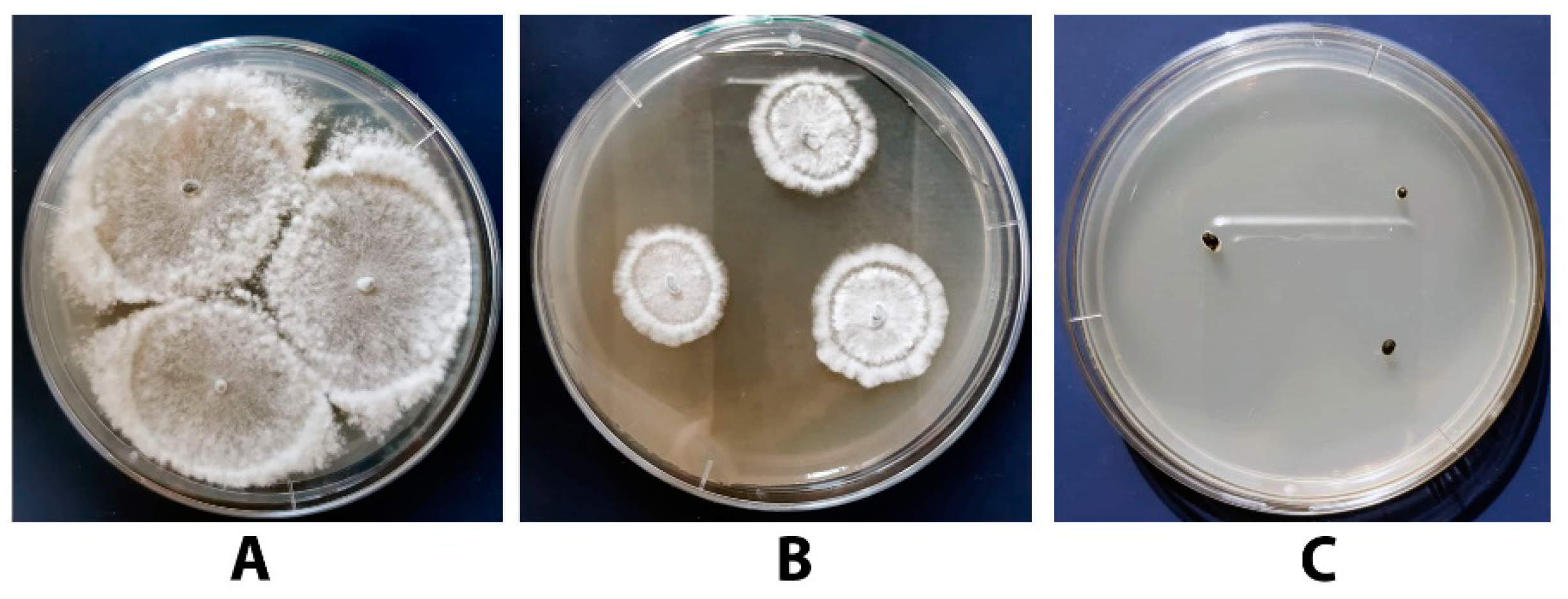 Agronomy 11 02520 g008 Agronomy 11 02520 g008