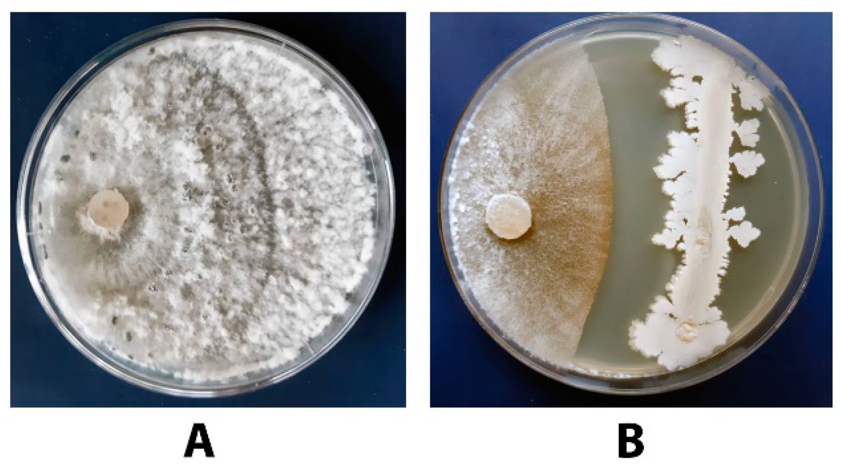 Agronomy 11 02520 g013 Agronomy 11 02520 g013